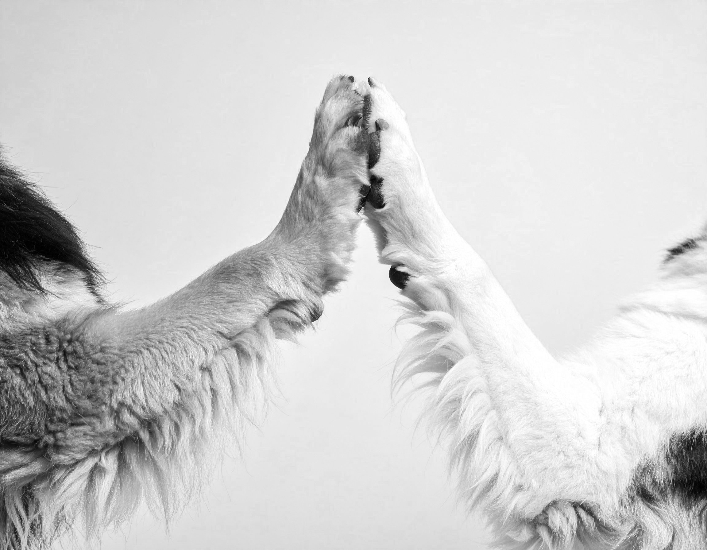 Two dogs high five in partnership.