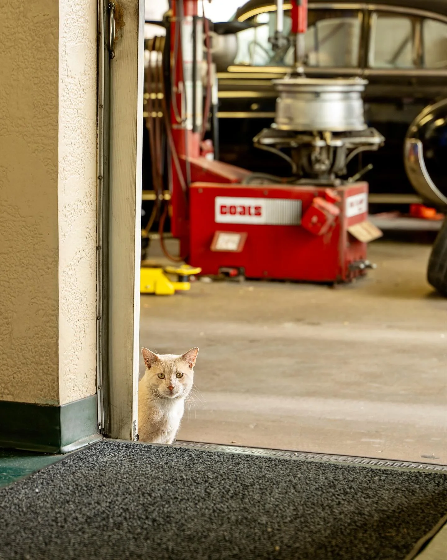 #FotoFriday with the cool cats of car repair. 🐈‍⬛ #catsofinstagram #coolcats #shopcats #toebeans #blackcats #orangecat #browntabby #four3rdscreative