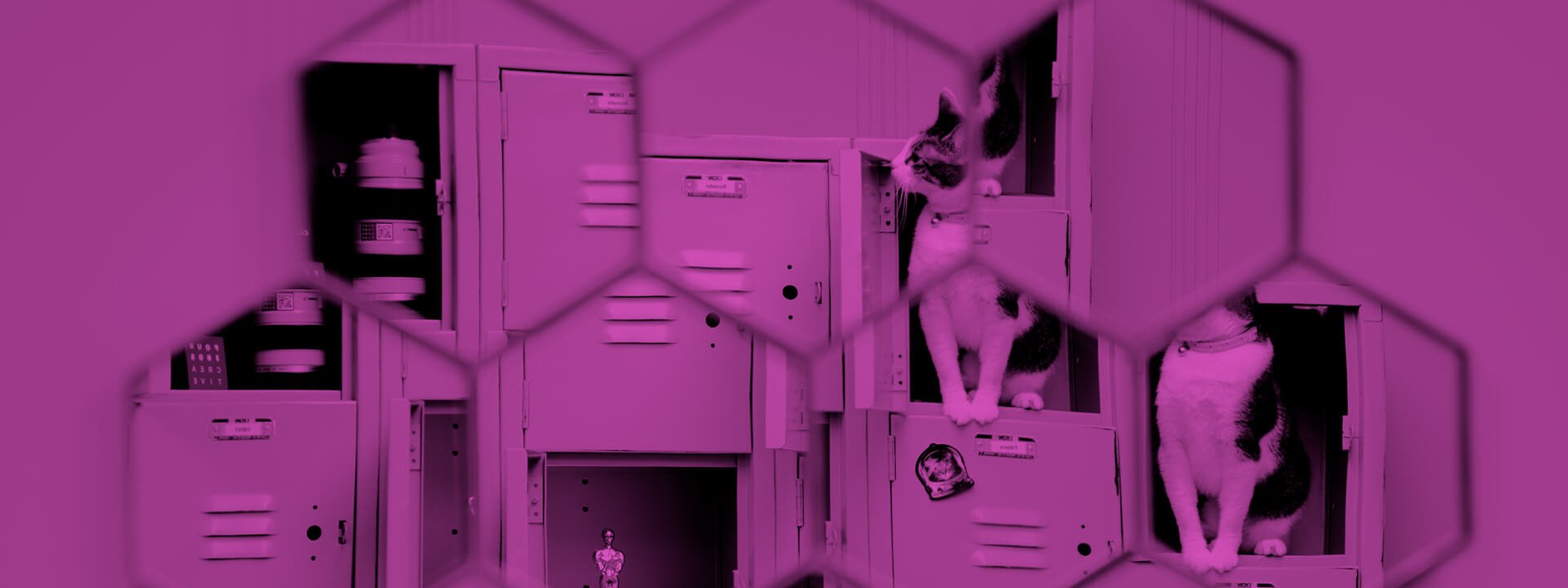 Cat Background Still0.jpg