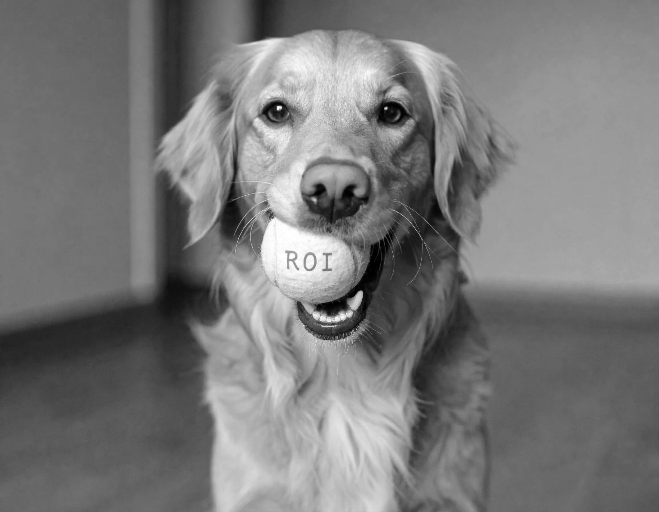Black and white photo of a golden retriever dog holding a tennis ball with 'ROI' written on it in its mouth.