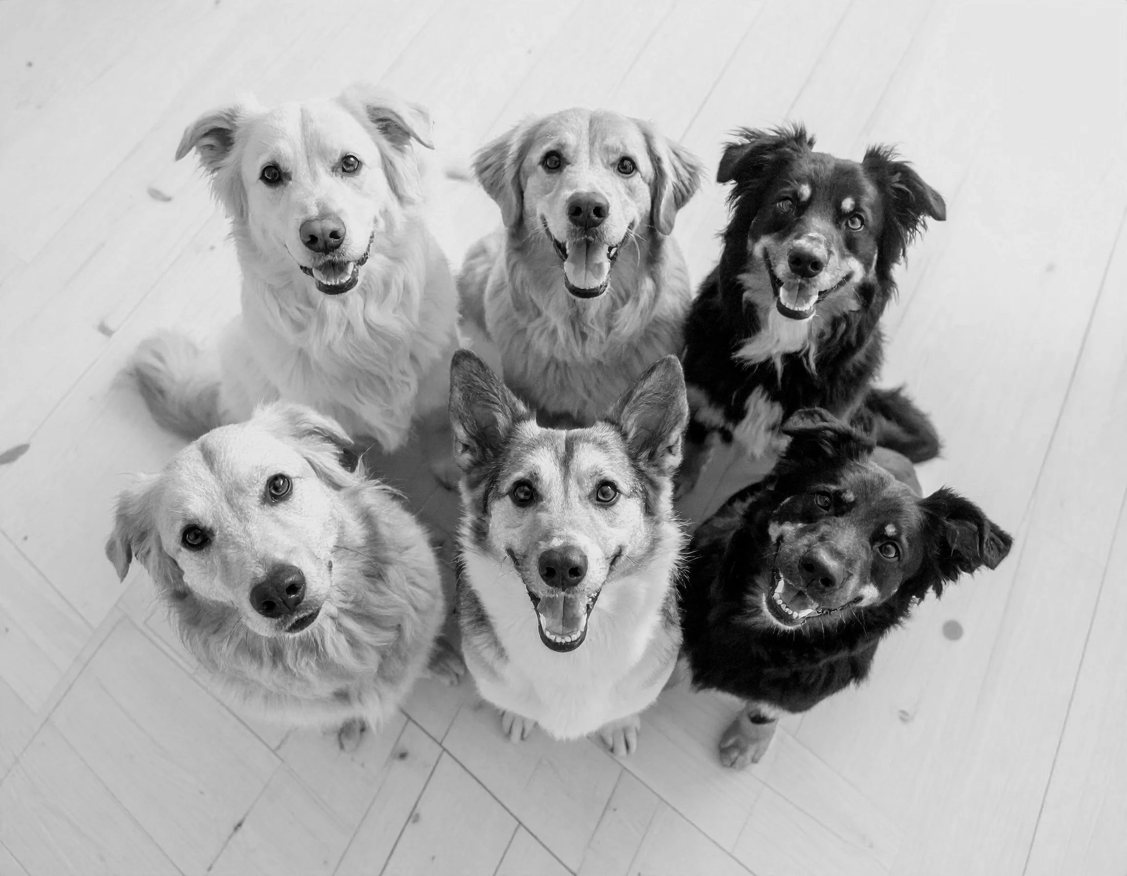 Six dogs sitting on a light-colored wooden floor, looking up at the camera with happy expressions.