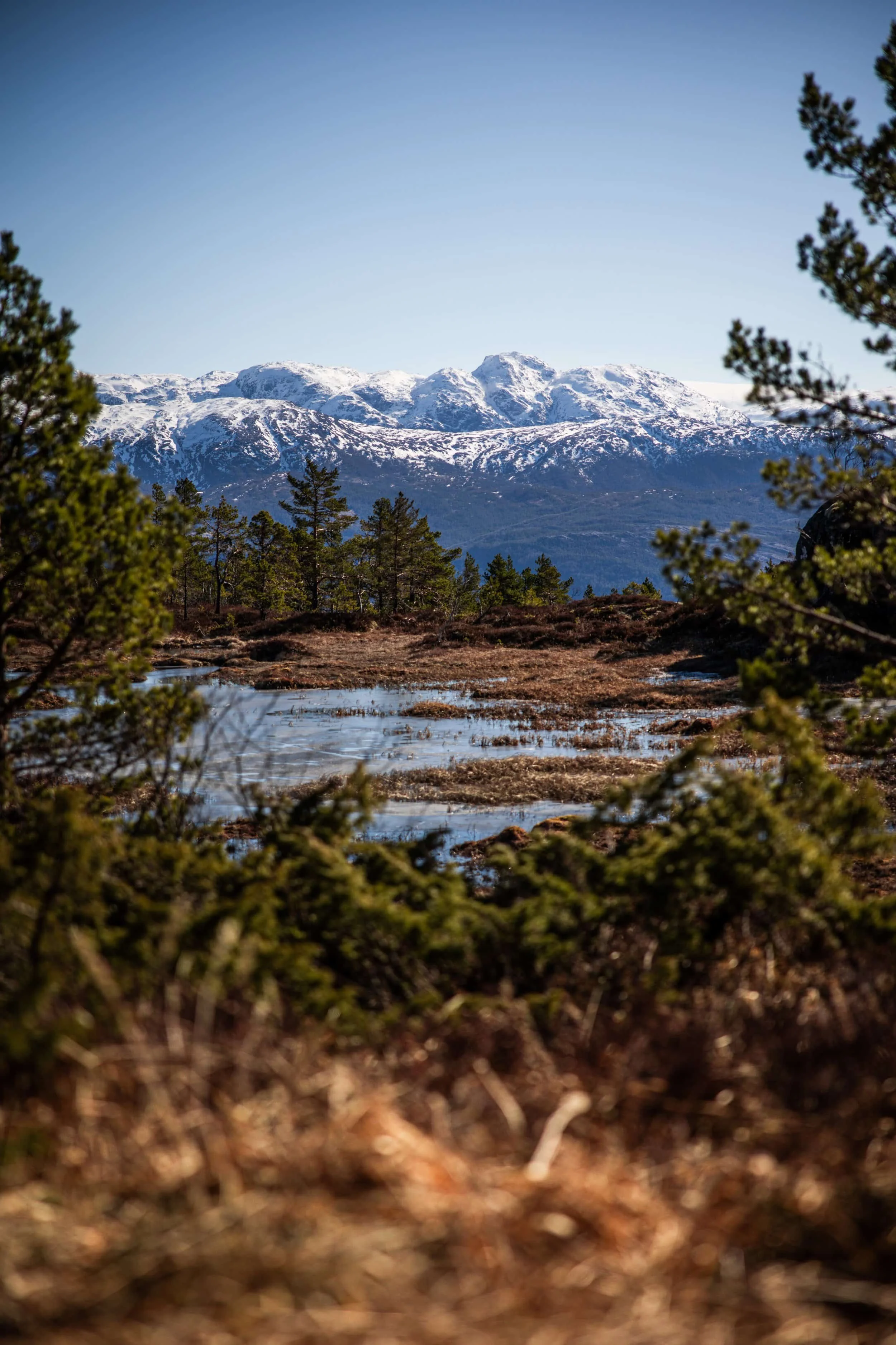 Snow-capped mountains in the distance with pine trees and a partly frozen wetland in the foreground.