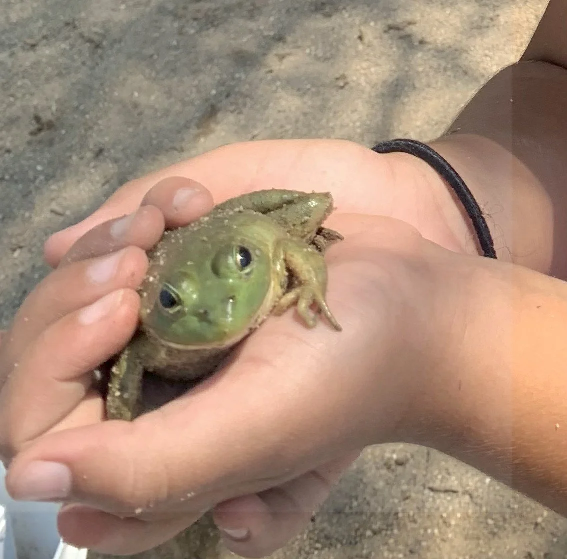 frog.jpg