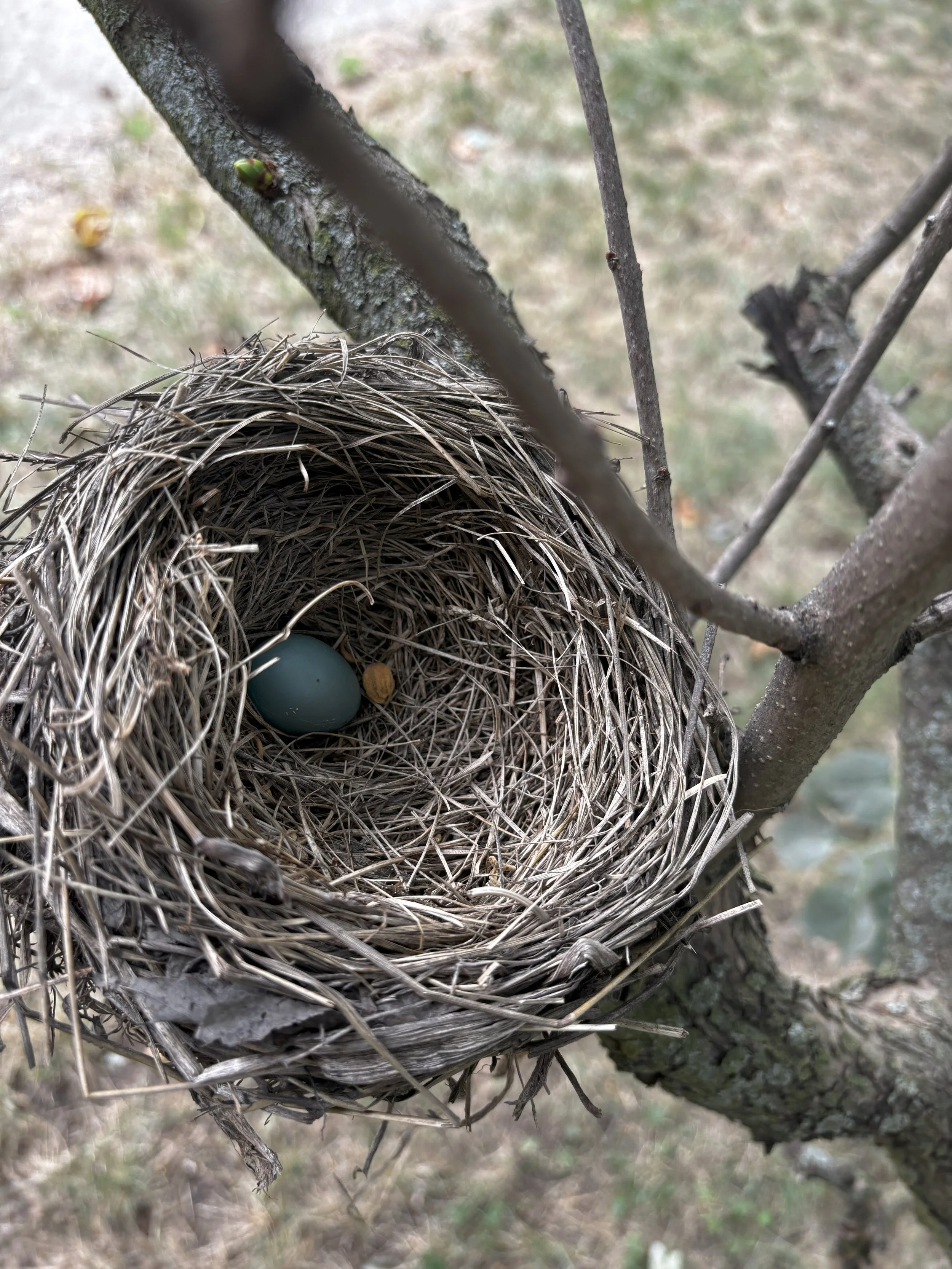 A bird's nest made of twigs and dry grass, with a blue egg inside, attached to the branches of a tree.