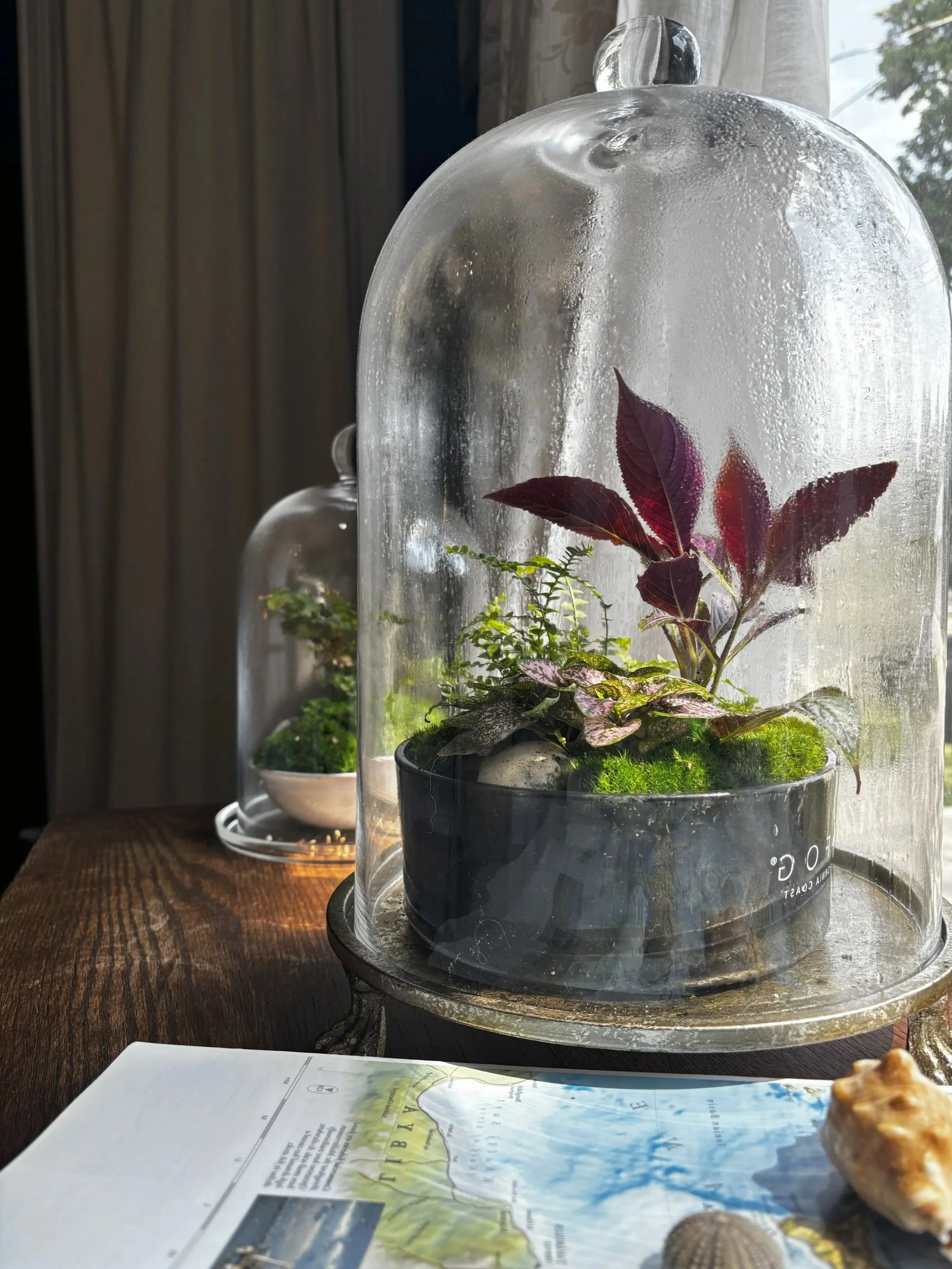 Two glass cloches covering potted plants on a wooden surface, with a window in the background and a map in the foreground.