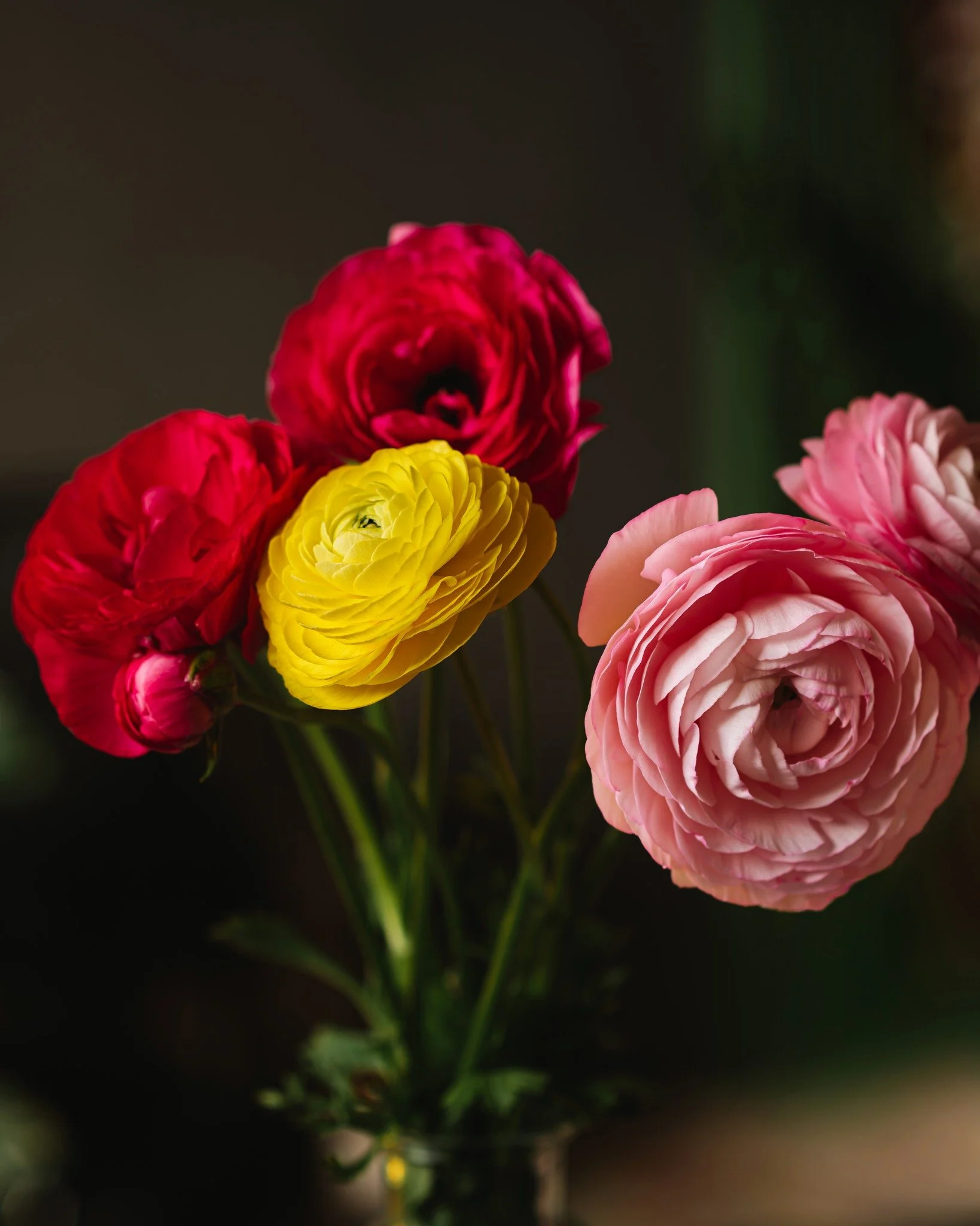 Just some beautiful Ranunculus - not for a client shoot, but because they were looking lovely and I don't have to overthink every post on here. 

Grown by @bloomingbeesflowers 🌼🌸🐝

I've always said I don't have a favourite flower, I like something