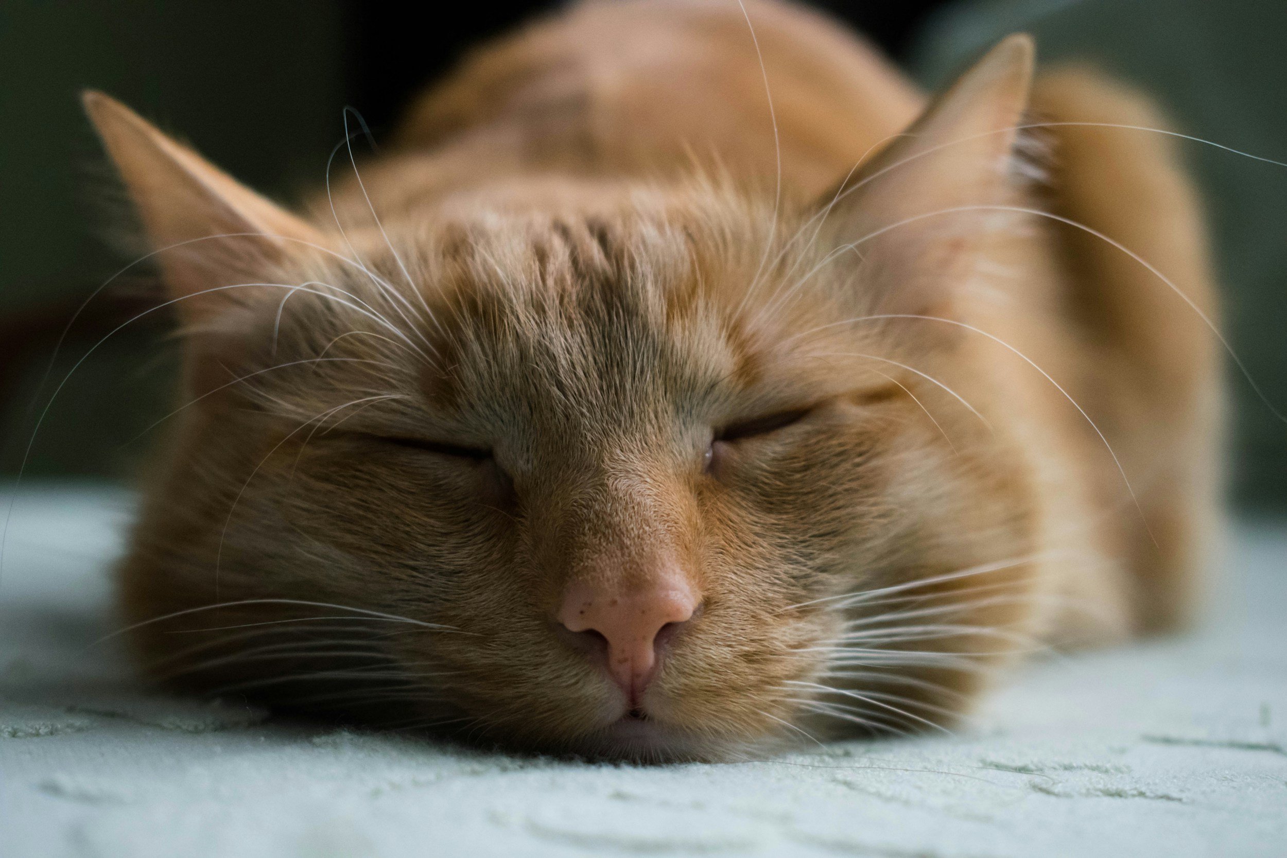 How Acupuncture Can Help Manage Stress and Boost Your Immune System