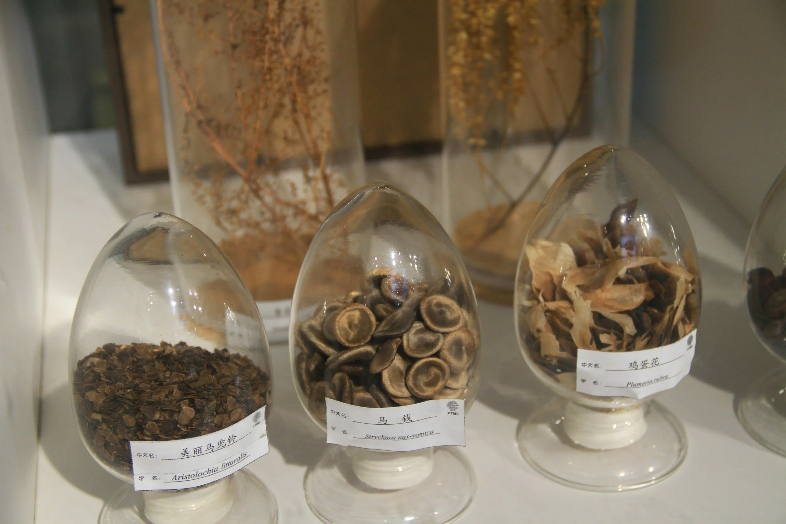 Glass jars of dried herbs, as used in Chinese herbal formulas