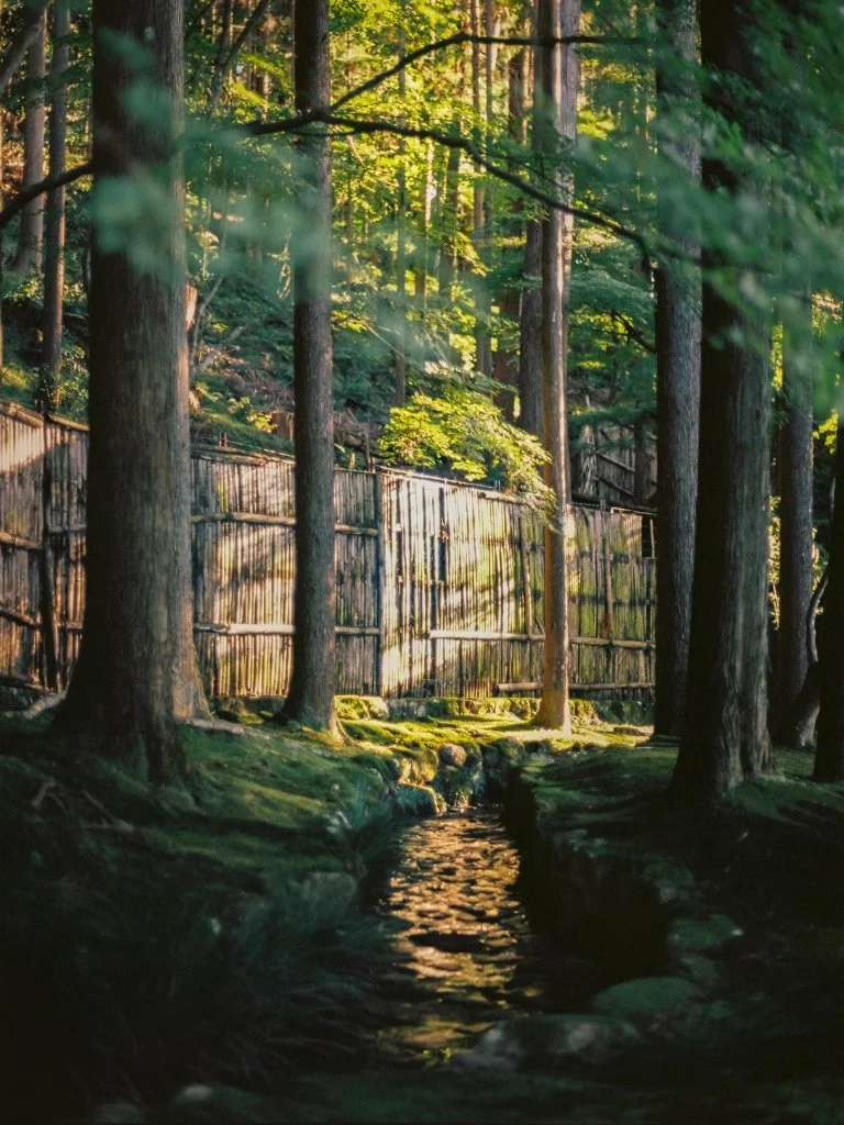 A peaceful forest scene with tall trees, sunlight filtering through leaves, a small stream running through mossy ground, and a wooden fence along the hillside.
