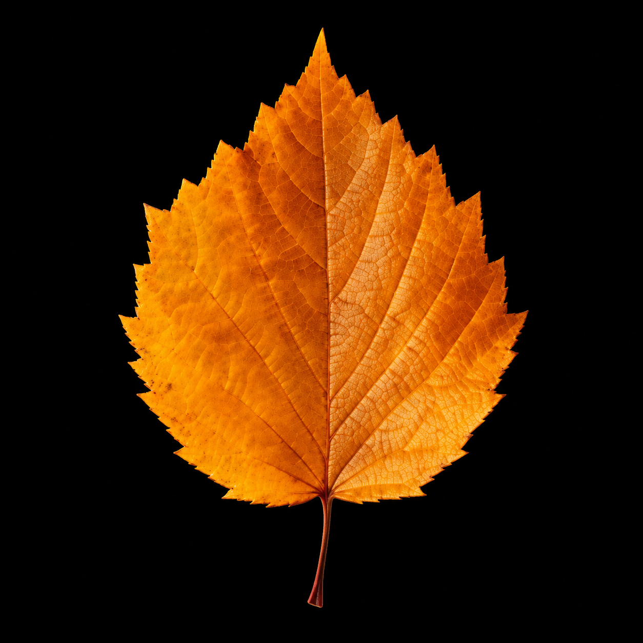 Fall Online Classes are here