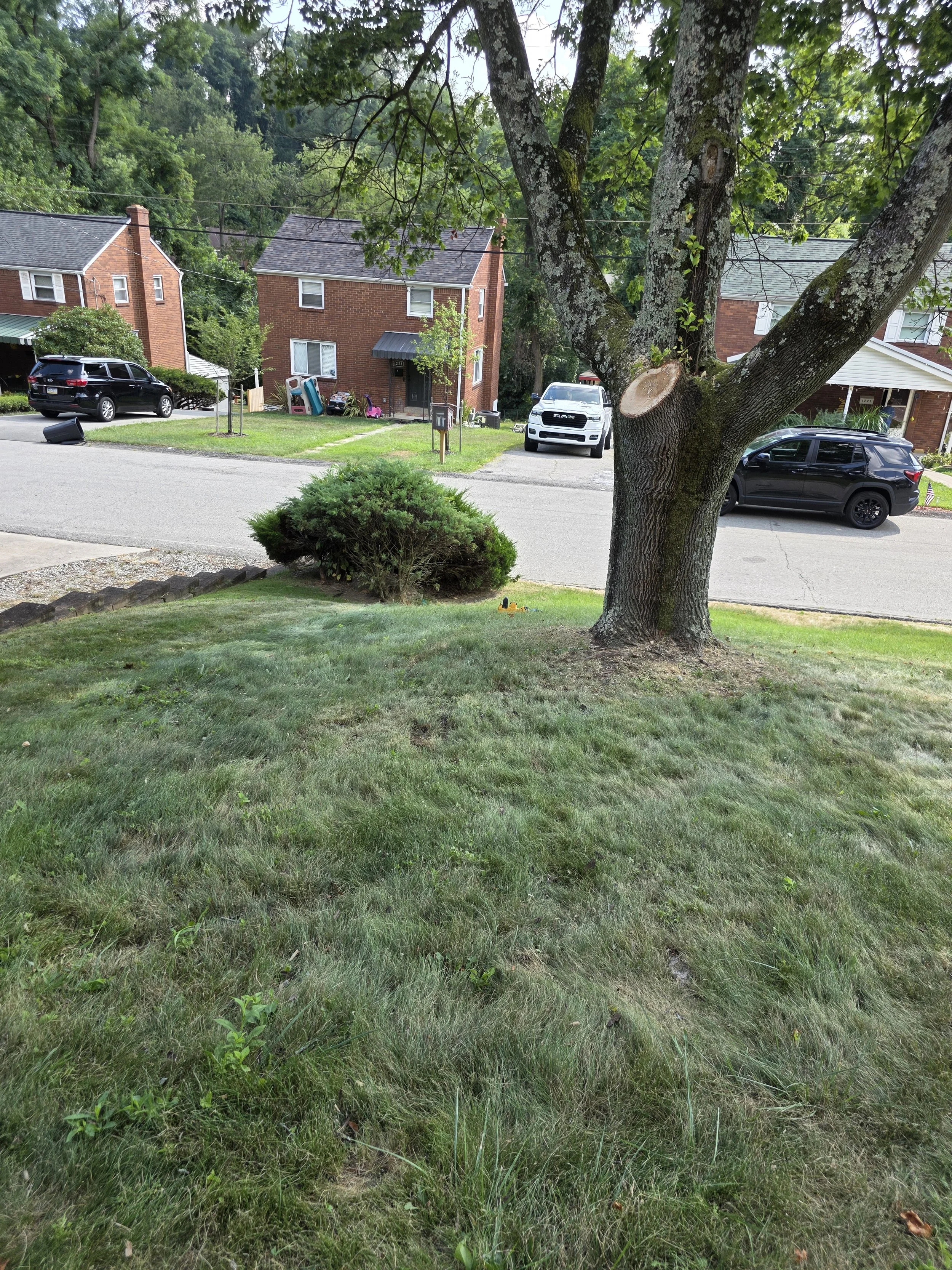 Tree with dead branch removed