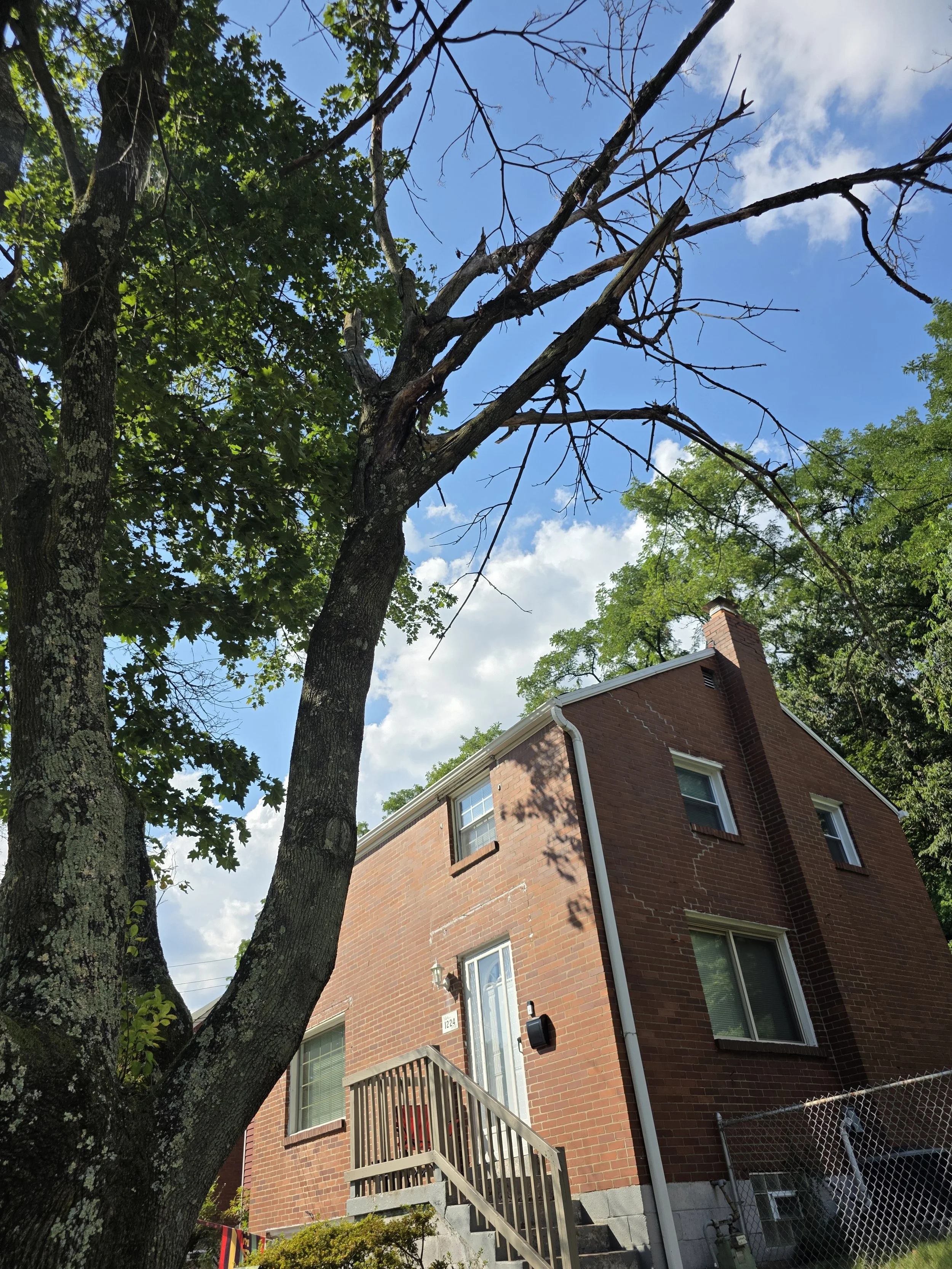 Rental property with tree and dead branch