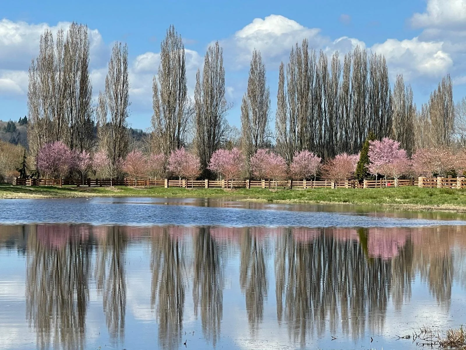 Placid pond with cherry blossom trees and cypress trees surrounding it