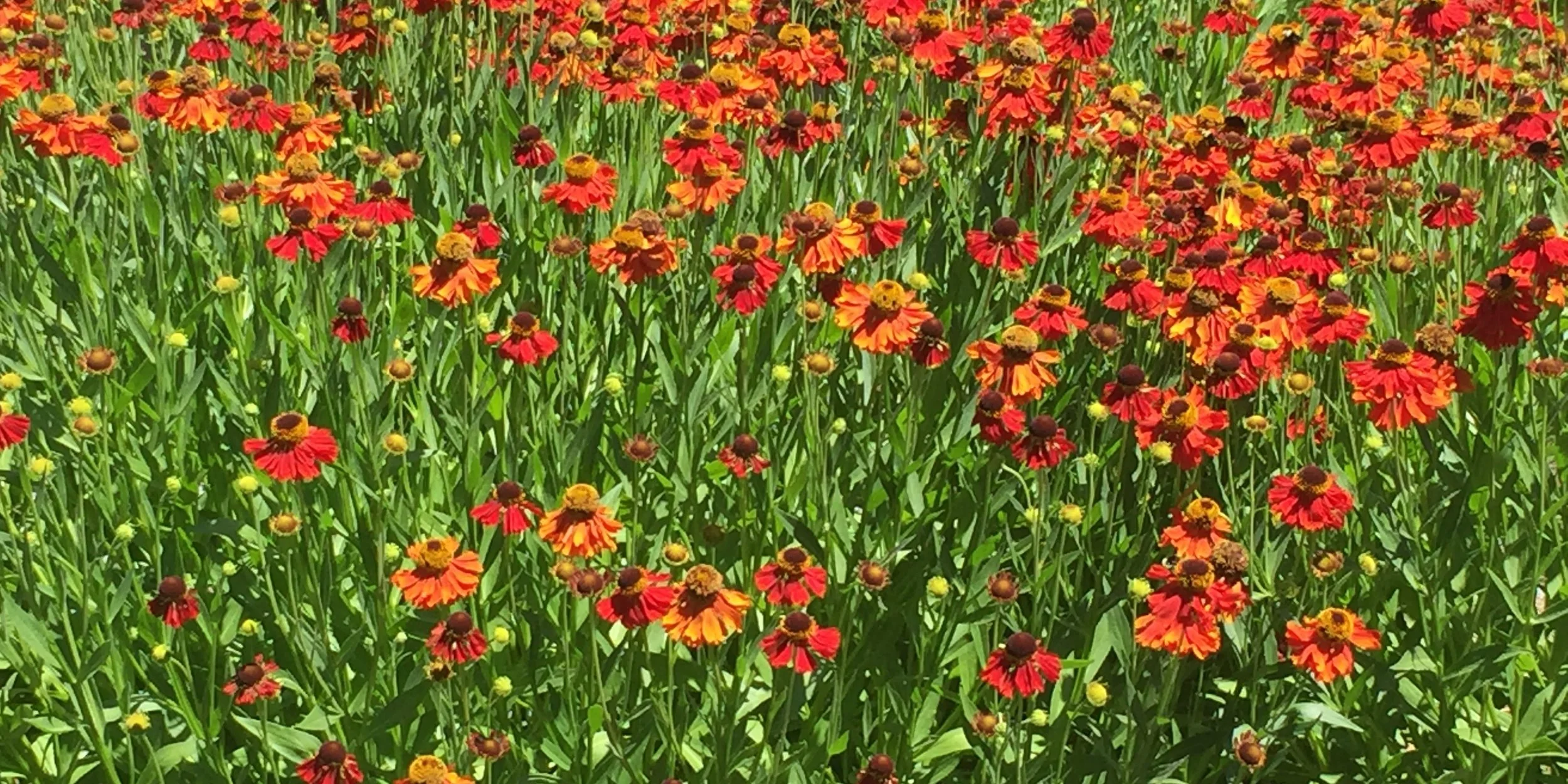 My 30-Day Minimalist Challenge