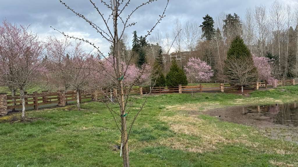 cherry trees in a parklike setting