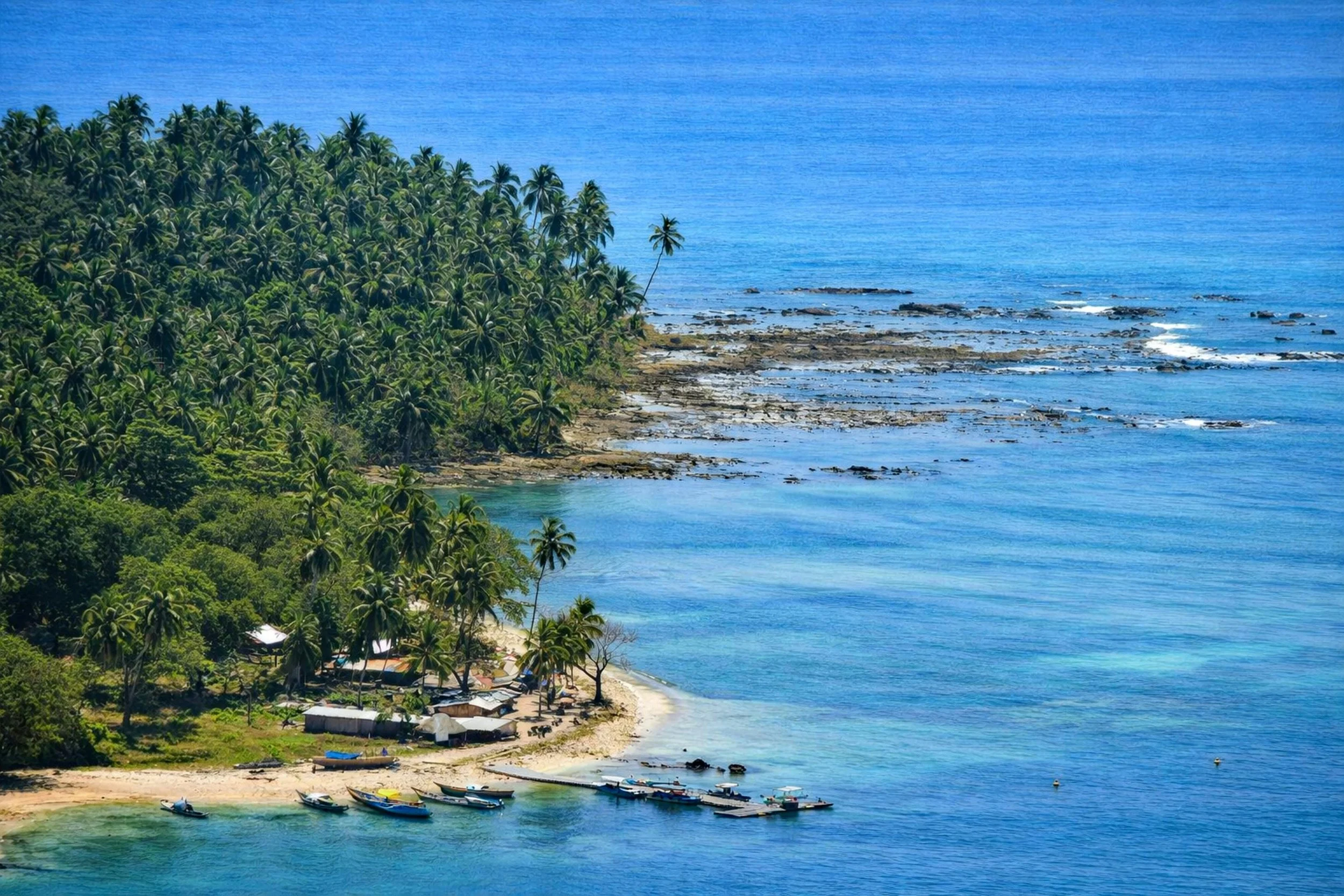 coastline showing palm trees and gentle waves