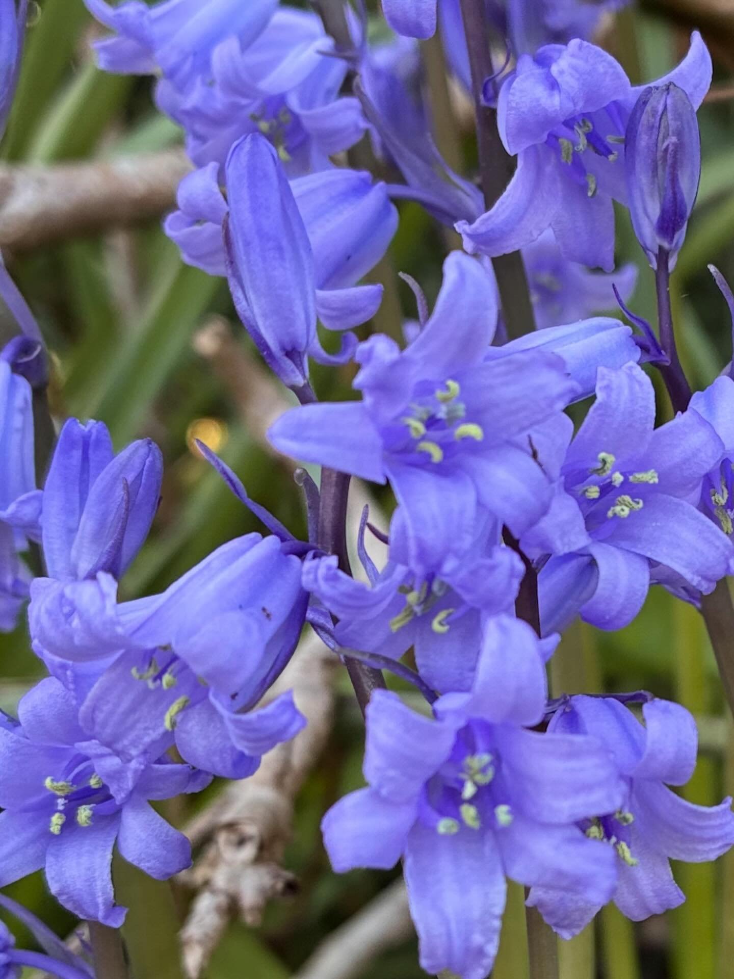 Enjoying time in the garden on this glorious day. These beauties are early this year. Just one plant appeared in my hedge but it&rsquo;s really going for it. The blue against the dark green is stunning. I bet some of the local woods must be starting 