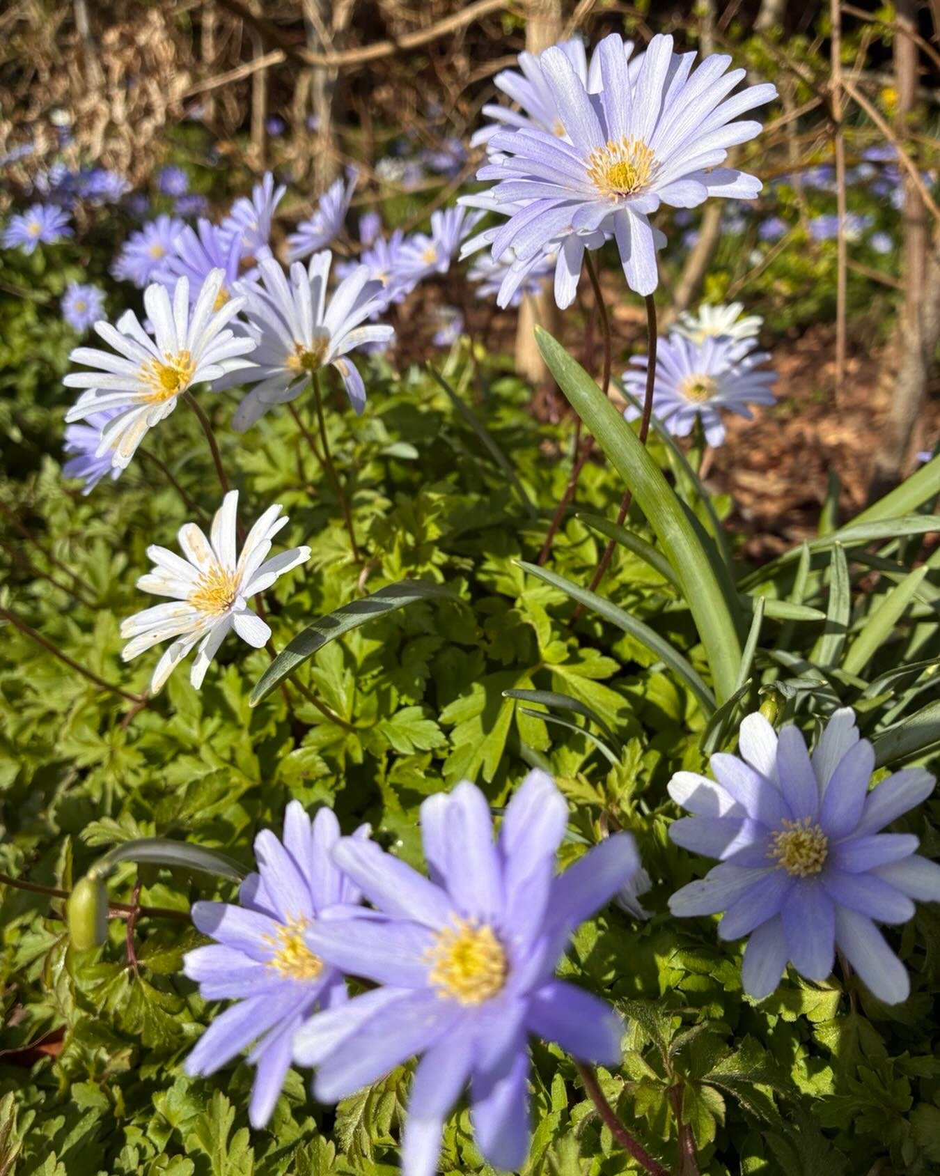 Introducing Between Wings, a place for sharing beauty, moments of calm and support during the transitions of life. Welcome to the journey ✨