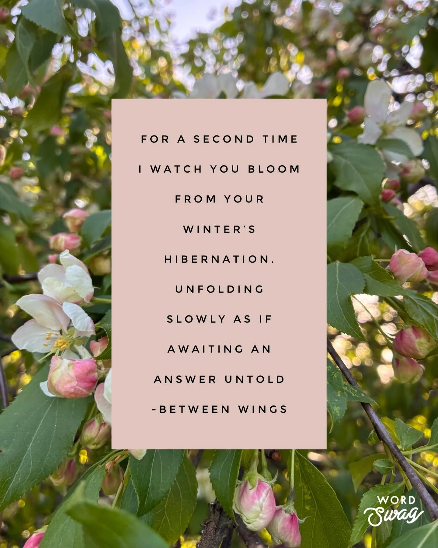 Musings on mum &amp; dad&rsquo;s anniversary tree