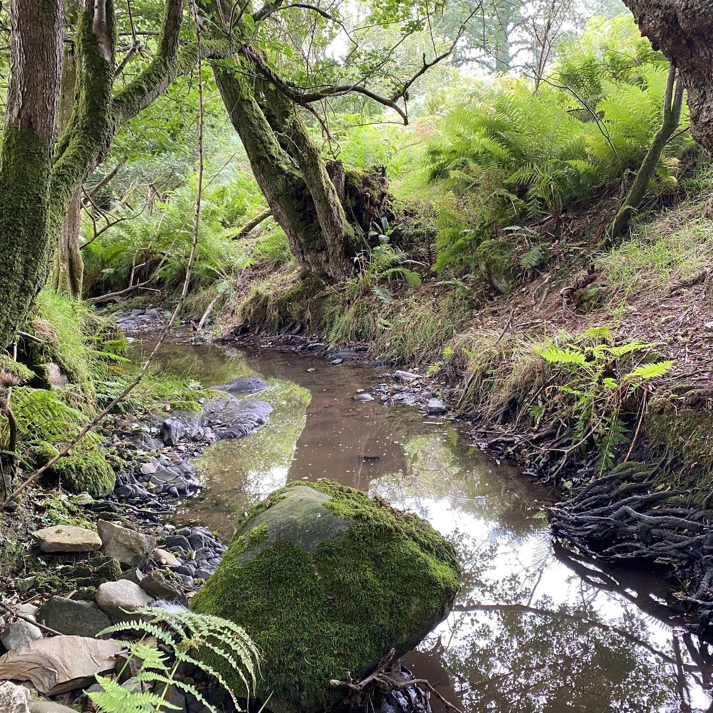 Between Wings all started with a walk and a river and spotting a flash of blue... We all sometimes need to be held between soft wings, to feel held and supported whilst we process feelings and prepare to fly. Read more in my blog post - Inspiration (
