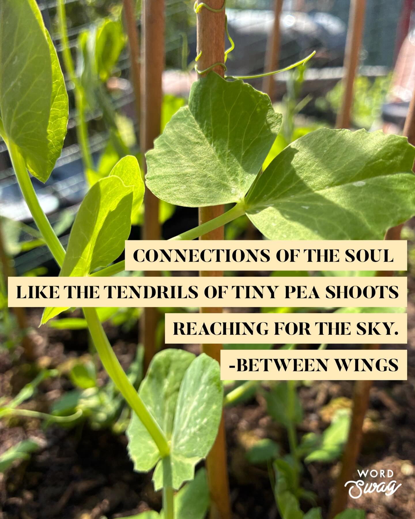Am loving watching these baby peas grow, reaching upwards and outwards day by day