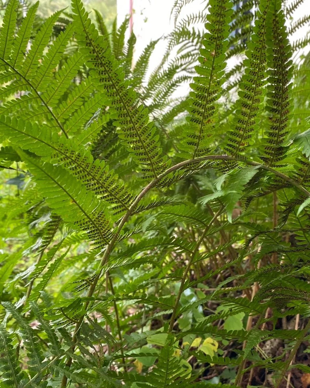Thinking today about those times you just need shelter. A moment to retreat, a time when real rest comes. Nature often provides shelter to other plants and the soil beneath it, like these beautiful ferns. We can often walk past and keep busy - keep o