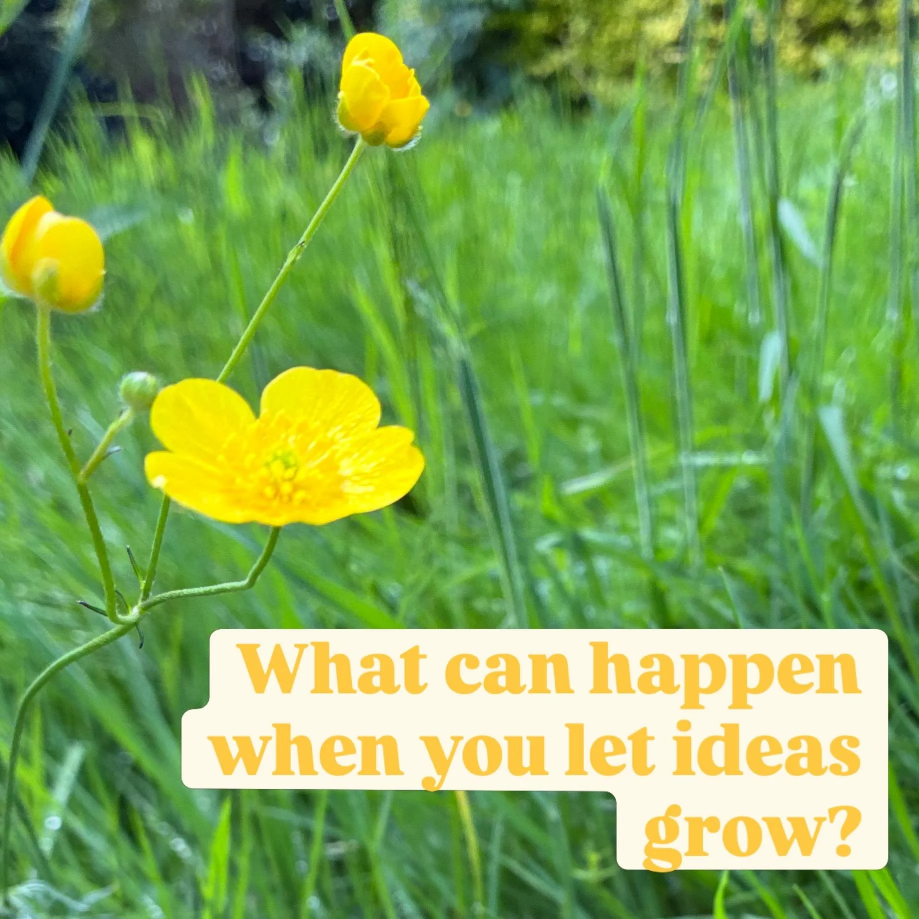 There is an area of the garden where, this time of year, it is left to grow naturally. A haven for wildlife and an interesting metaphor for letting things sit for a while for letting things be less than perfect. In the rush of life we can often find 