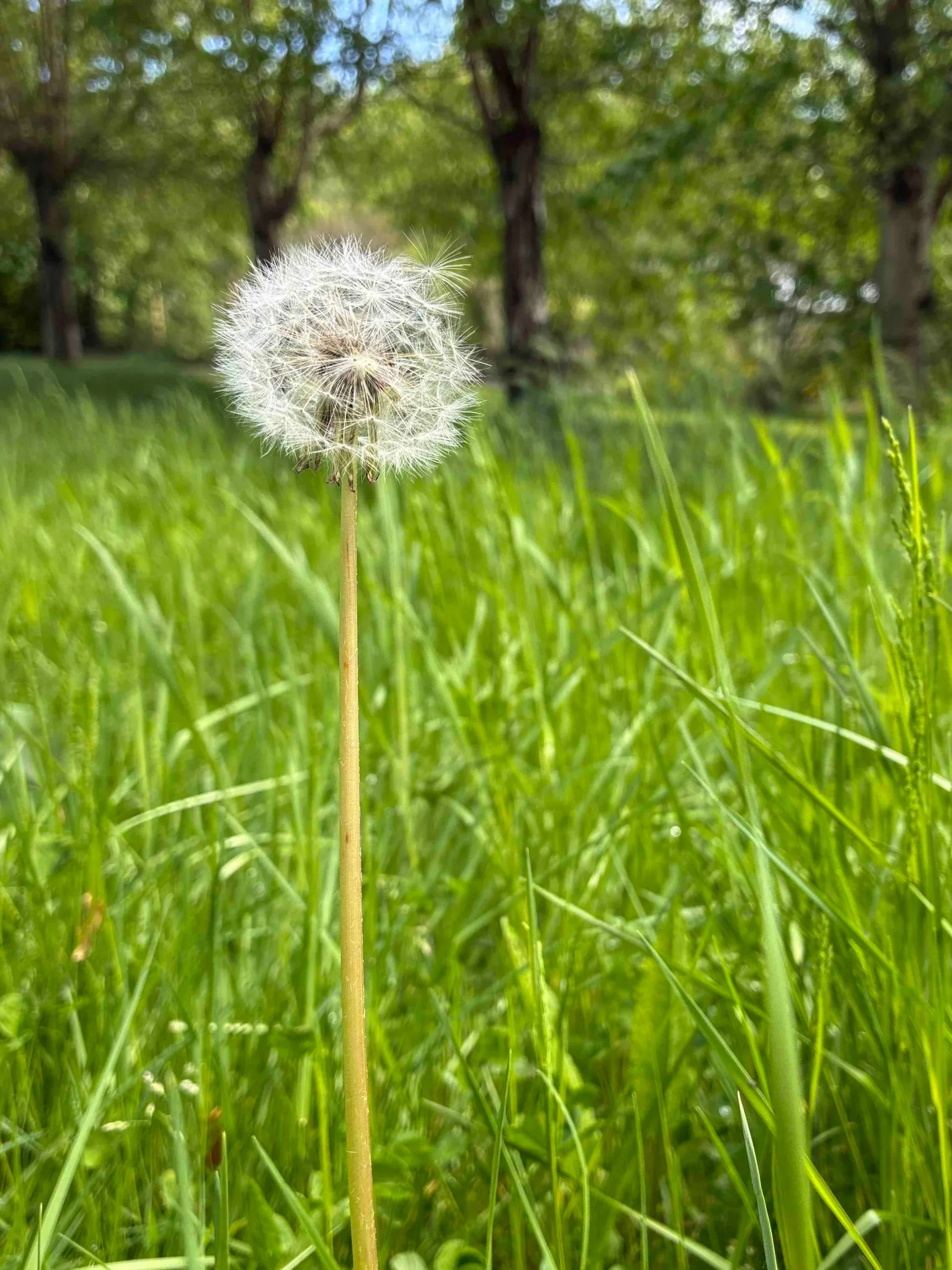 Thoughts on the breeze