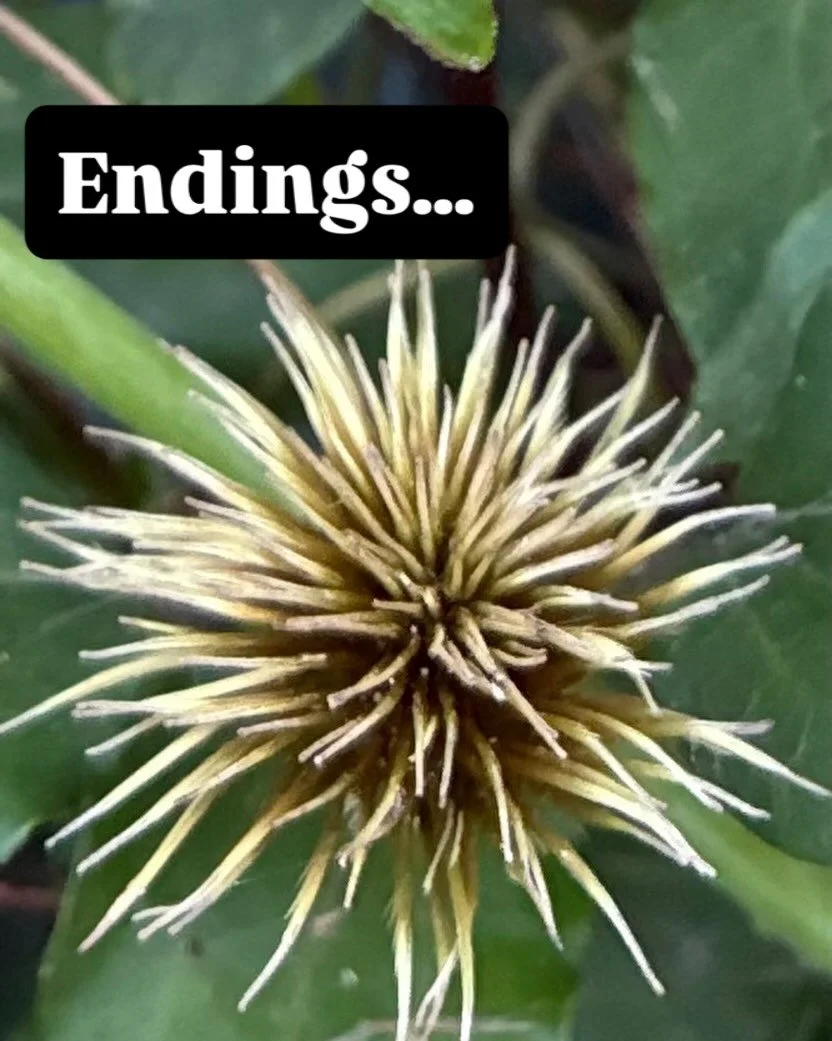 Thinking today about endings (and noticing things that have changed structure after they bloom like this clematis). It still has its own beauty but it has been changed by its experience, it has given energy, it has shouted loud in colour and expressi
