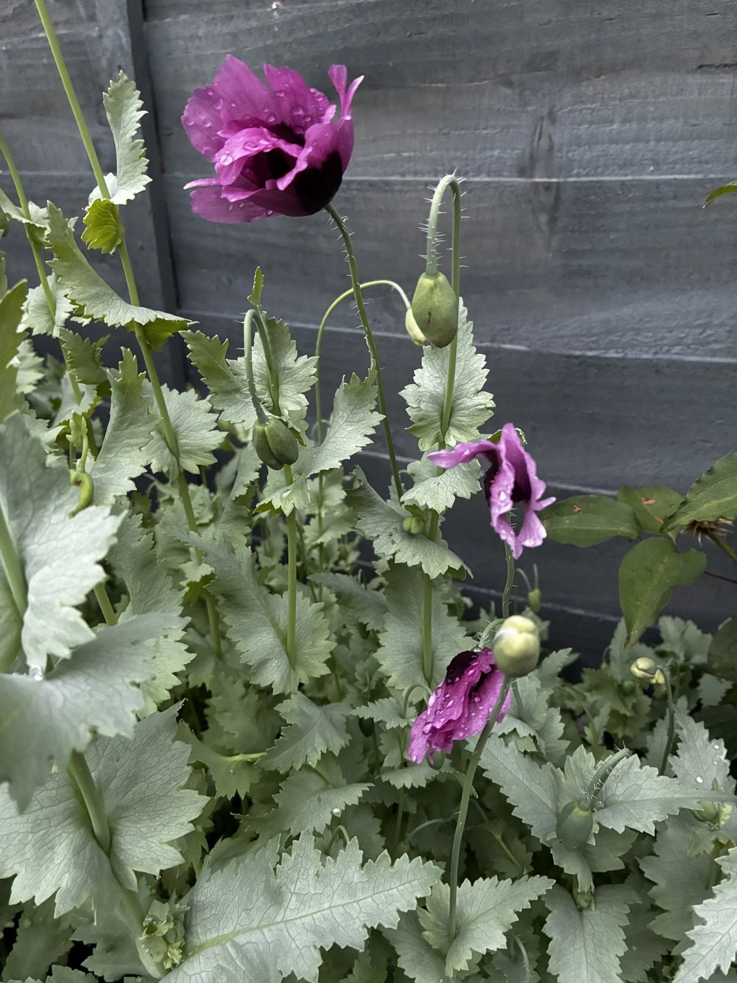 What grows after disturbance