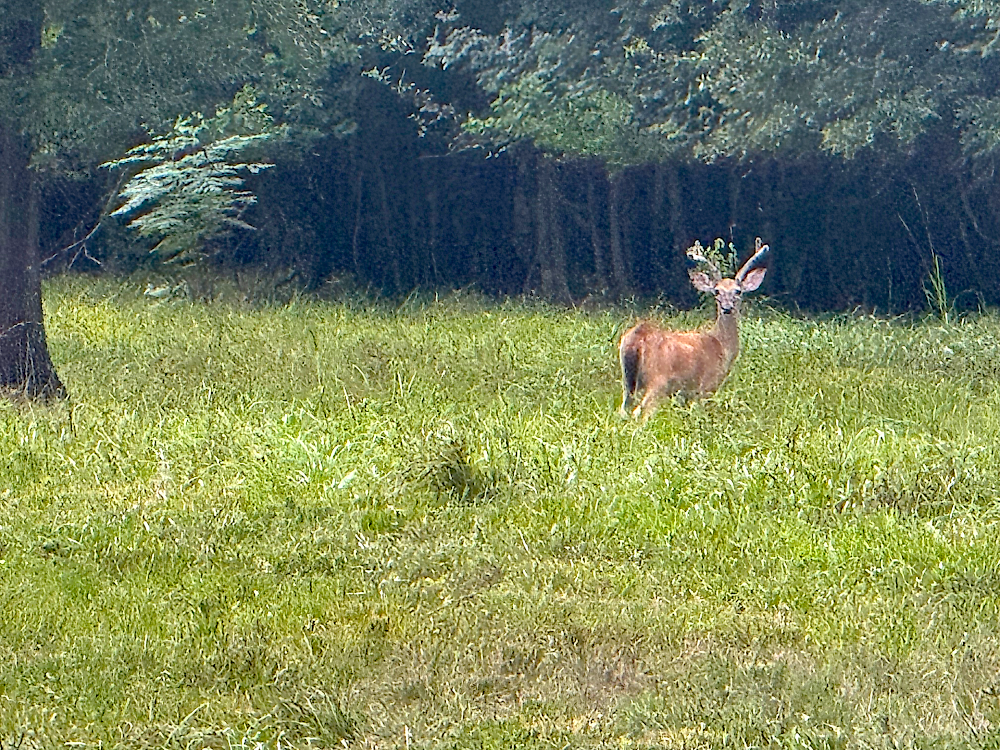 Buck lone compressed.png