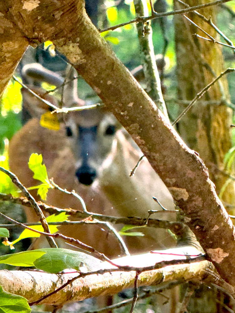 Young buck peering out from behind branches