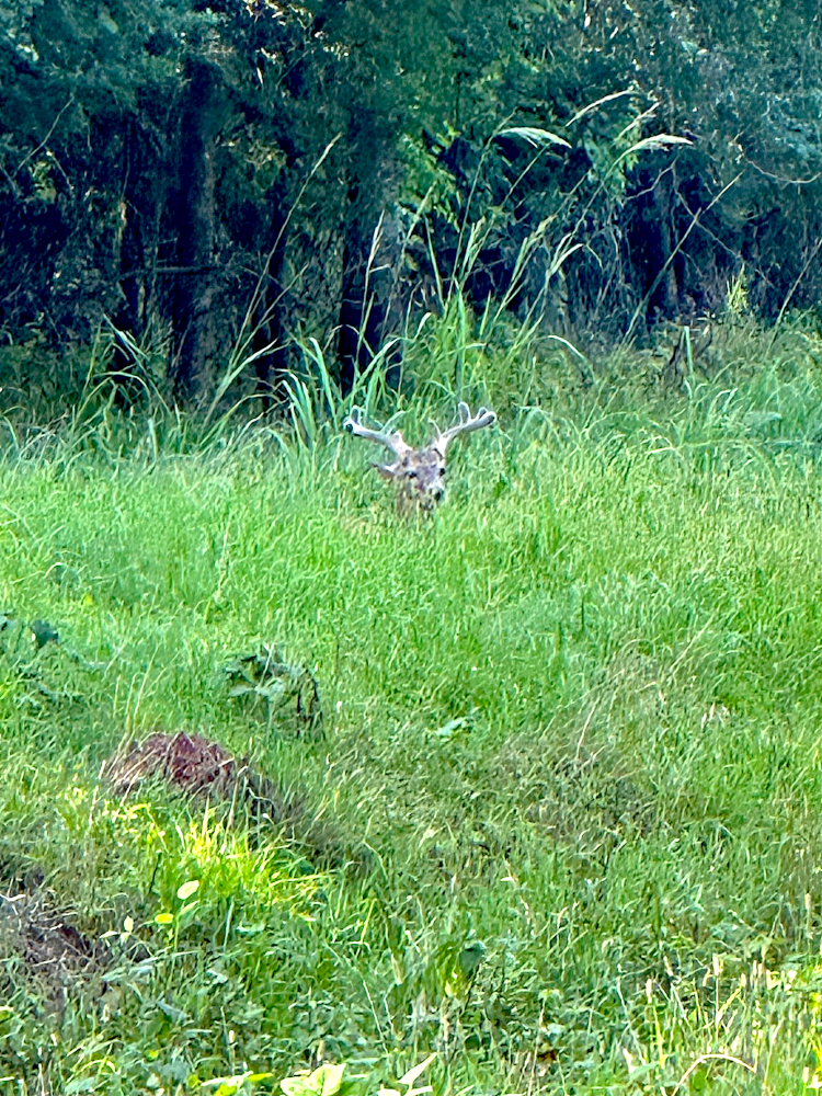 Buck peeking compressed.png