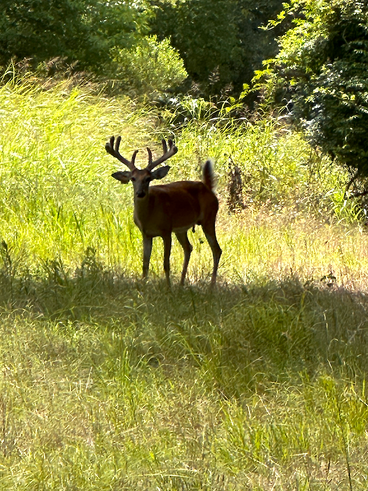 Buck lone 2 compressed.png