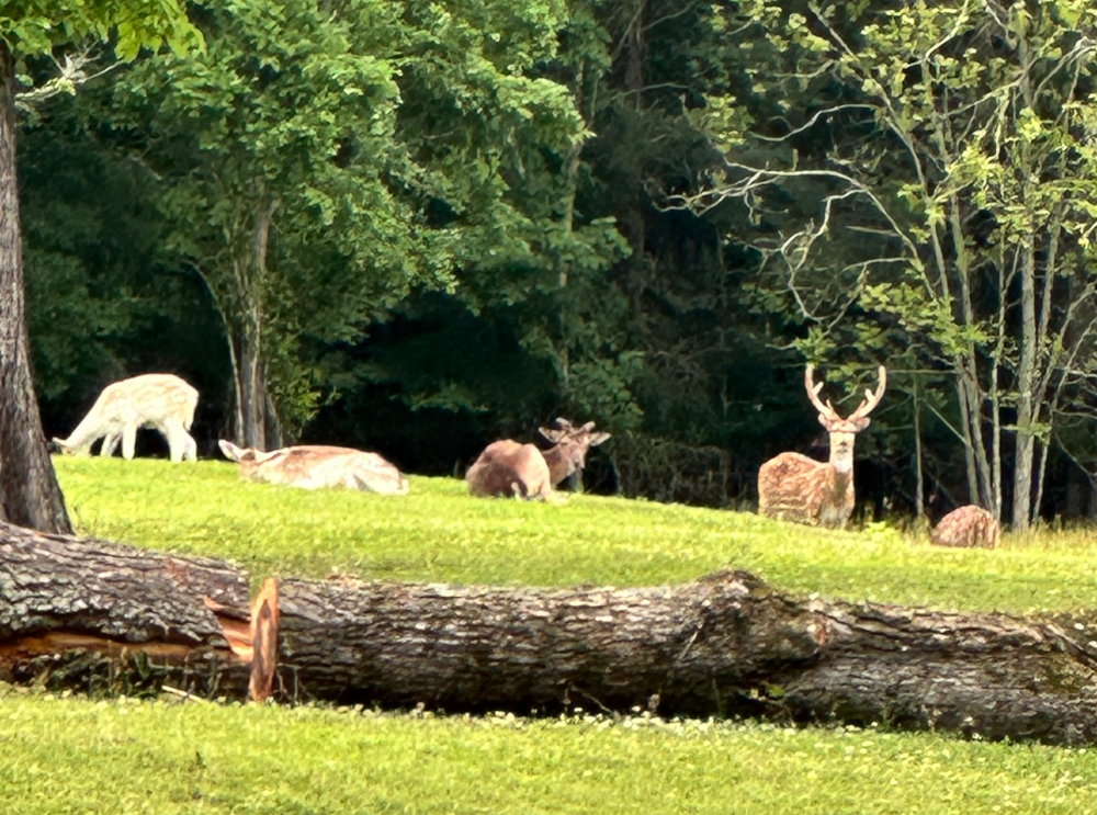 Herd distant compressed.png