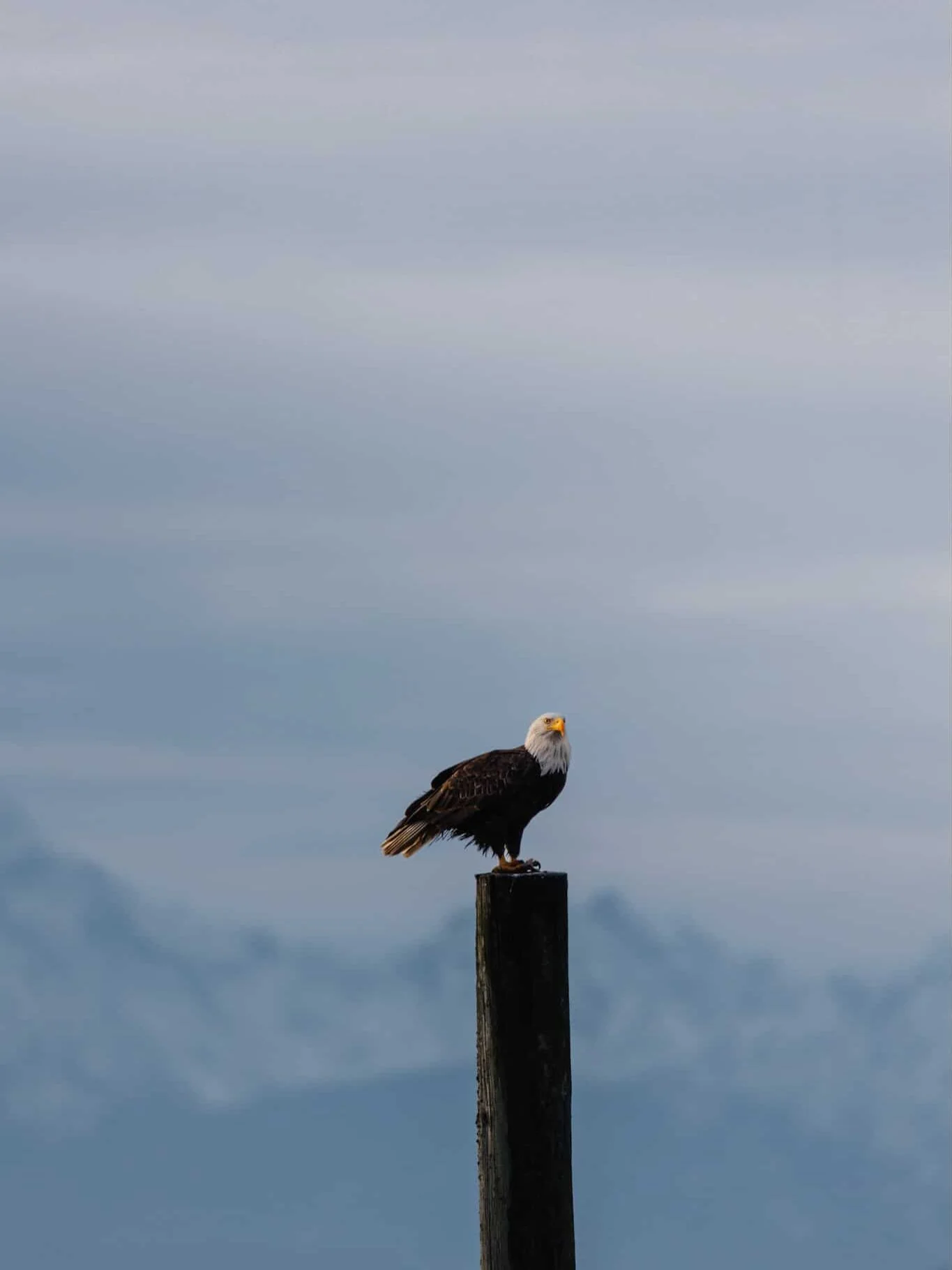 Start the year by looking up. 🦅

If spotting a bald eagle in Edmonds doesn&rsquo;t reset your nervous system just a little&hellip; we don&rsquo;t know what will. From shoreline strolls to forested trails, birding and nature-watching are some of the 