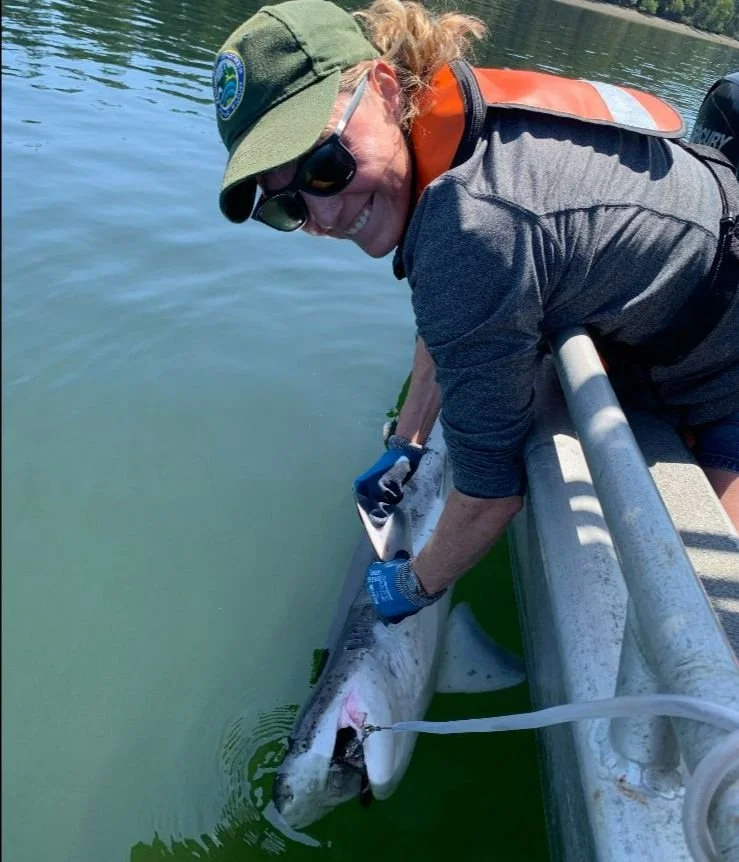 Sharks of Washington: Understanding the Apex Predators of our Coastal Waters