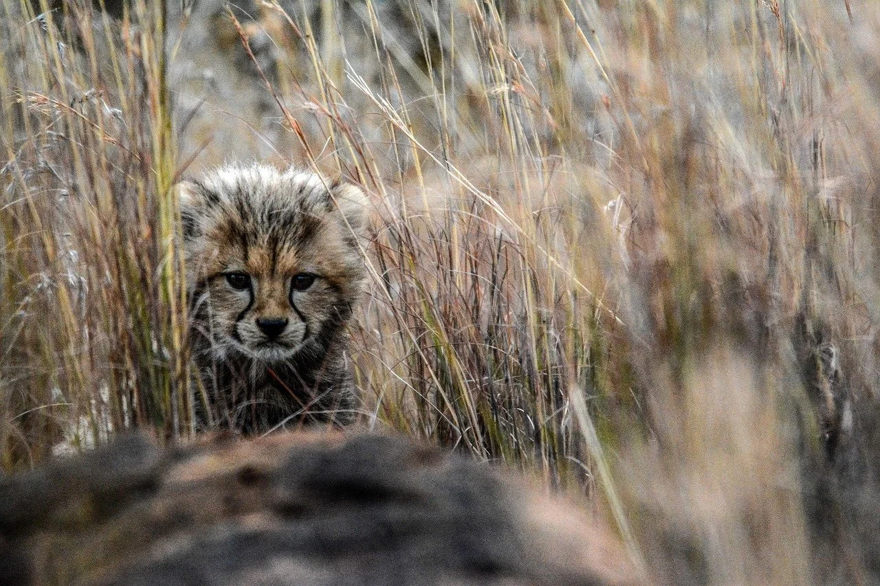 The Subtle Art of Camouflage - Becoming a Part of Your Surroundings