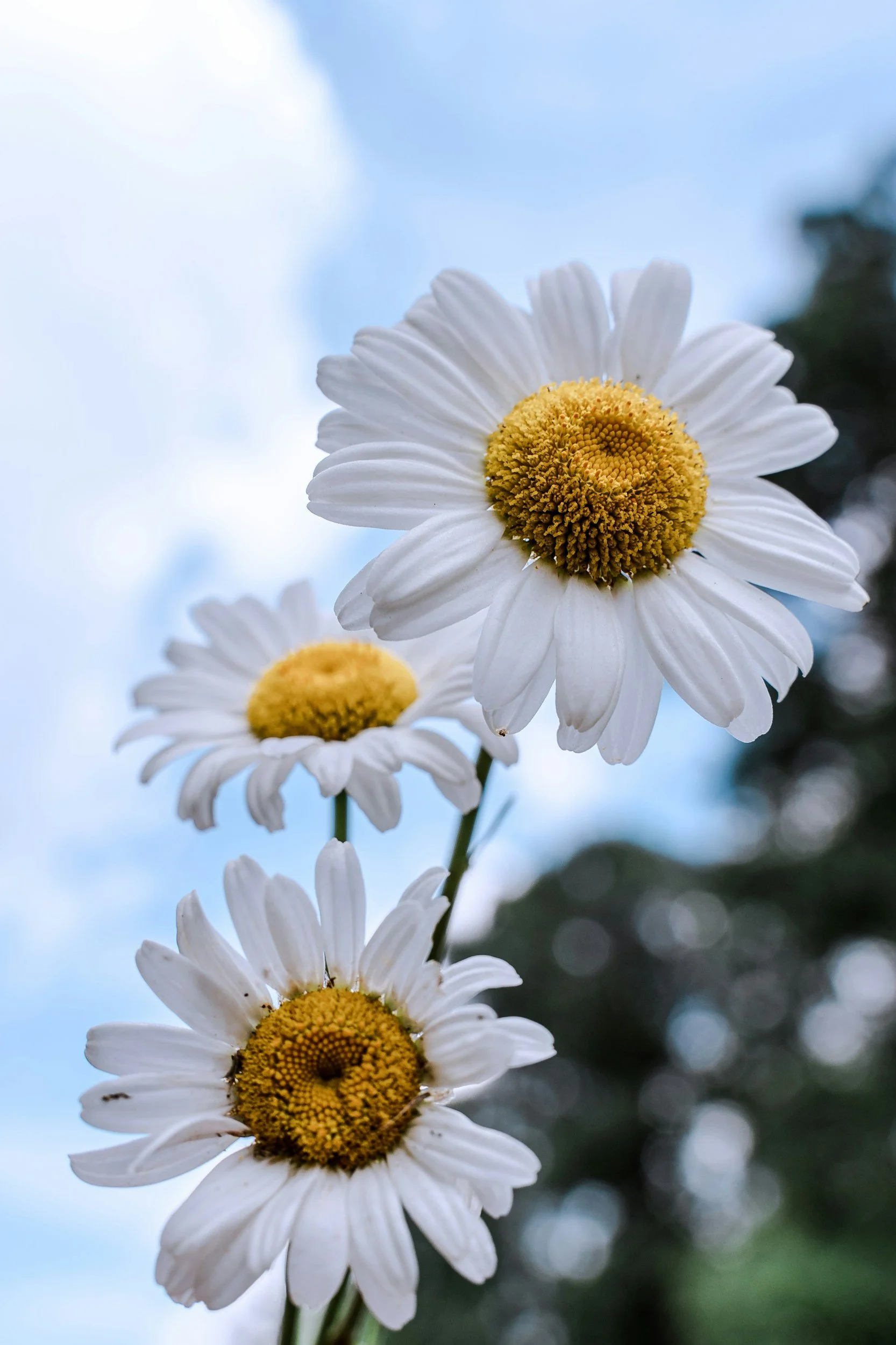 Close-up of three white daisies with yellow centers against a blue sky and blurred trees in the background.