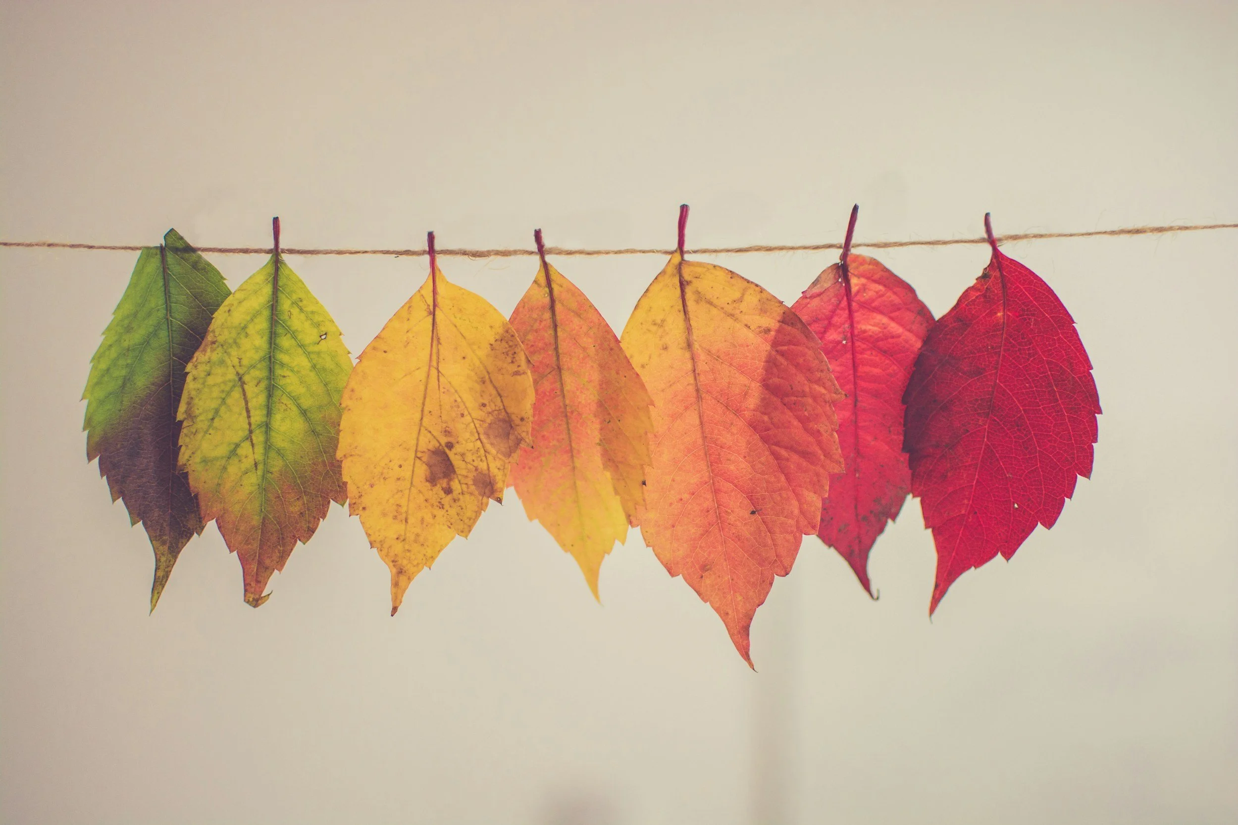 A row of autumn leaves hanging on a string, transitioning in color from green to yellow to orange to red.