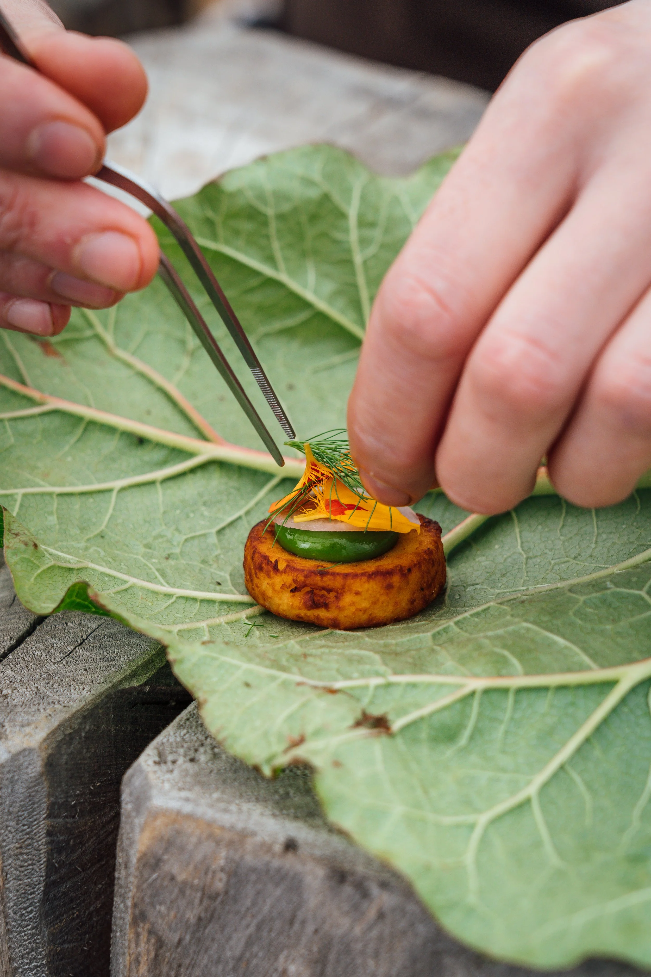 Close-up of a person using tweezers to place a small green vegetable on a fried round item, garnished with herbs and a yellow edible flower, on large green leaves.