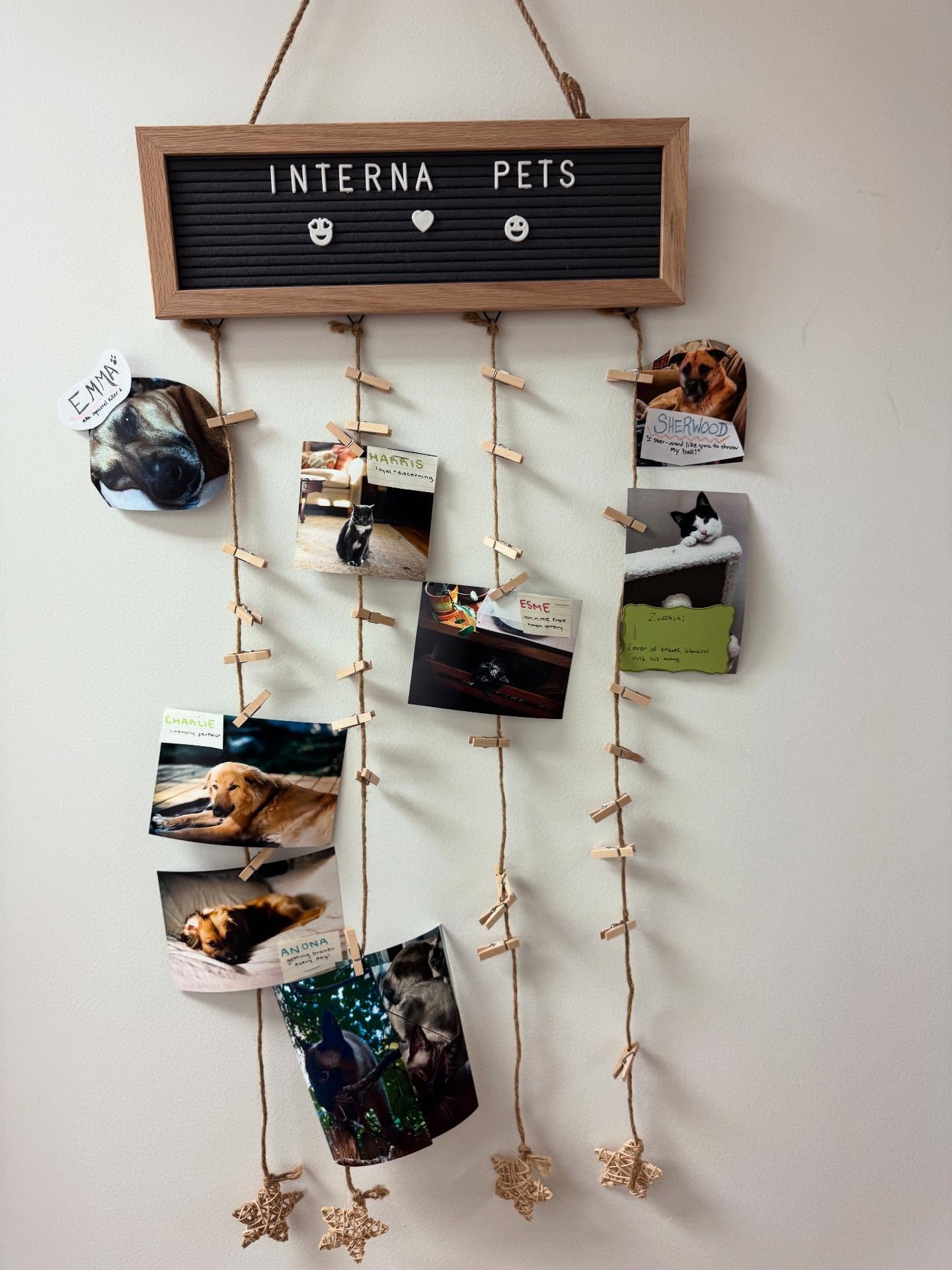 Look at the cuteness. Some of our Interna pets! I&rsquo;m obsessed with these cats 😻

We love seeing your furry companions&hellip;drop a pic of your little creature below.

#furryfriend #internapets