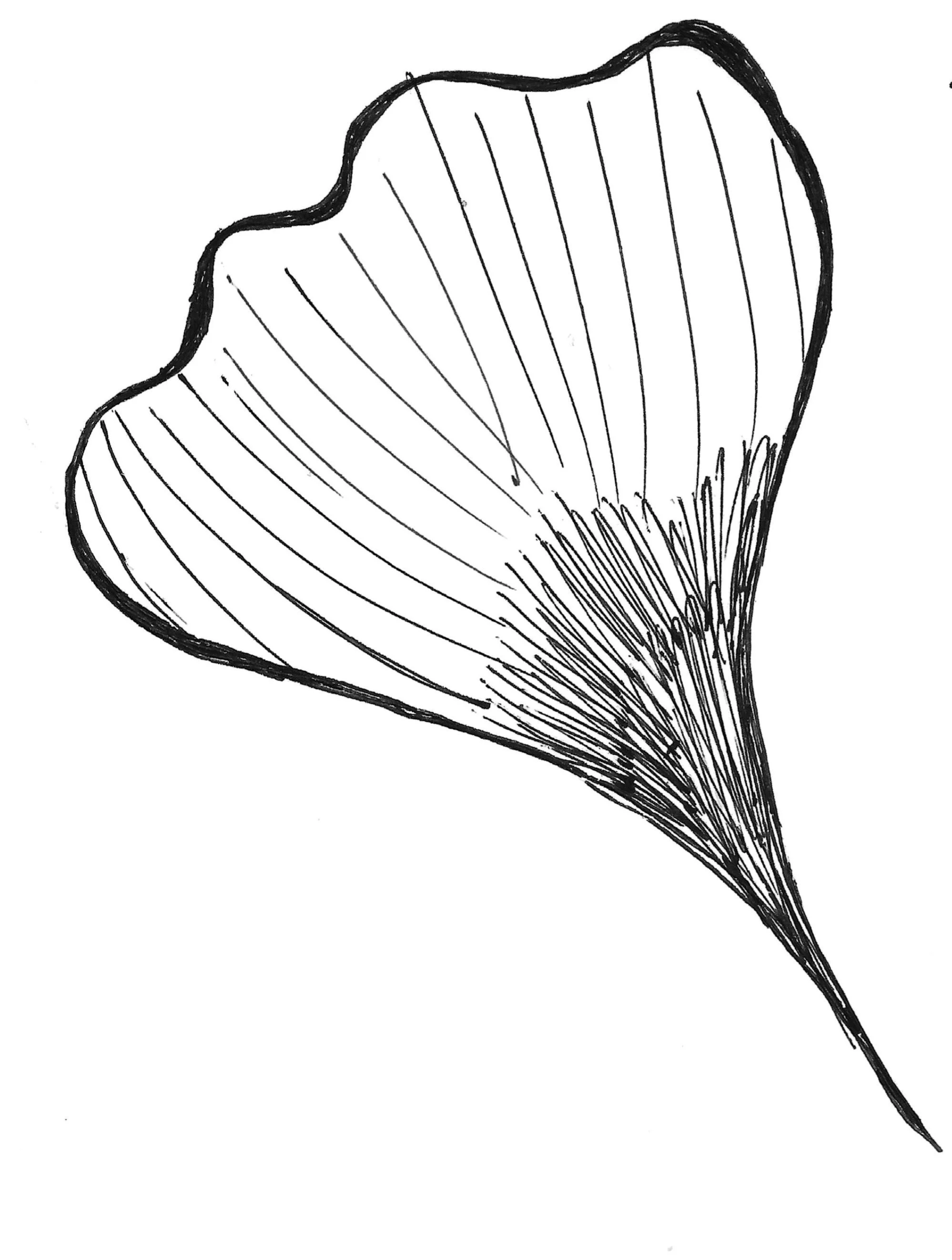 Black and white line drawing of a ginkgo leaf with detailed vein structure.