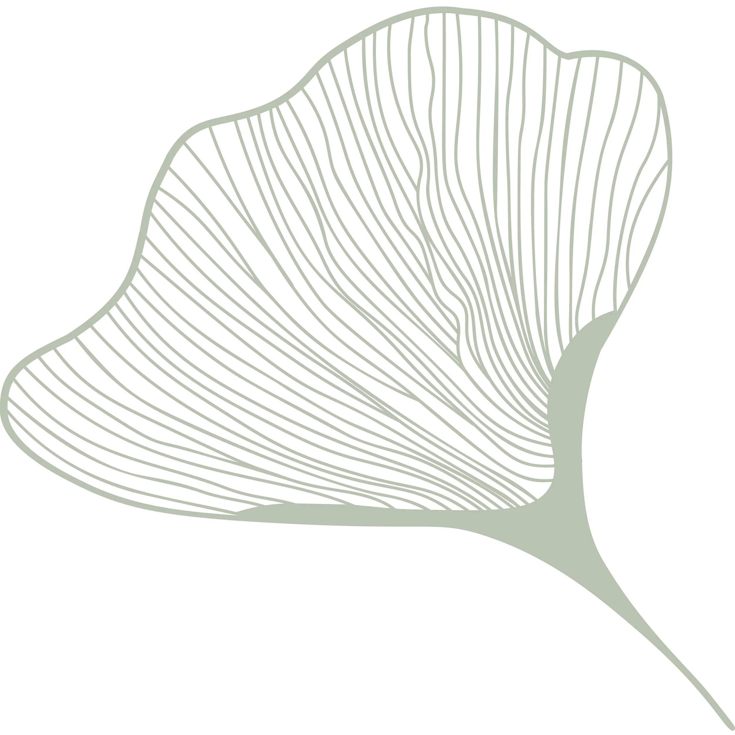 A minimalist line drawing of a ginkgo leaf with detailed veins.