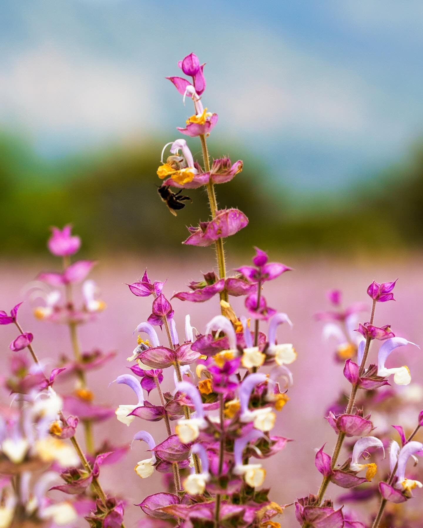 More from the lavender fields&hellip; even though this isn&rsquo;t lavender. But I did get lucky and find a cooperative bee who stood still long enough for me to capture it

#landscapephotography #macrophotography #nature #naturephotograpy #france #s