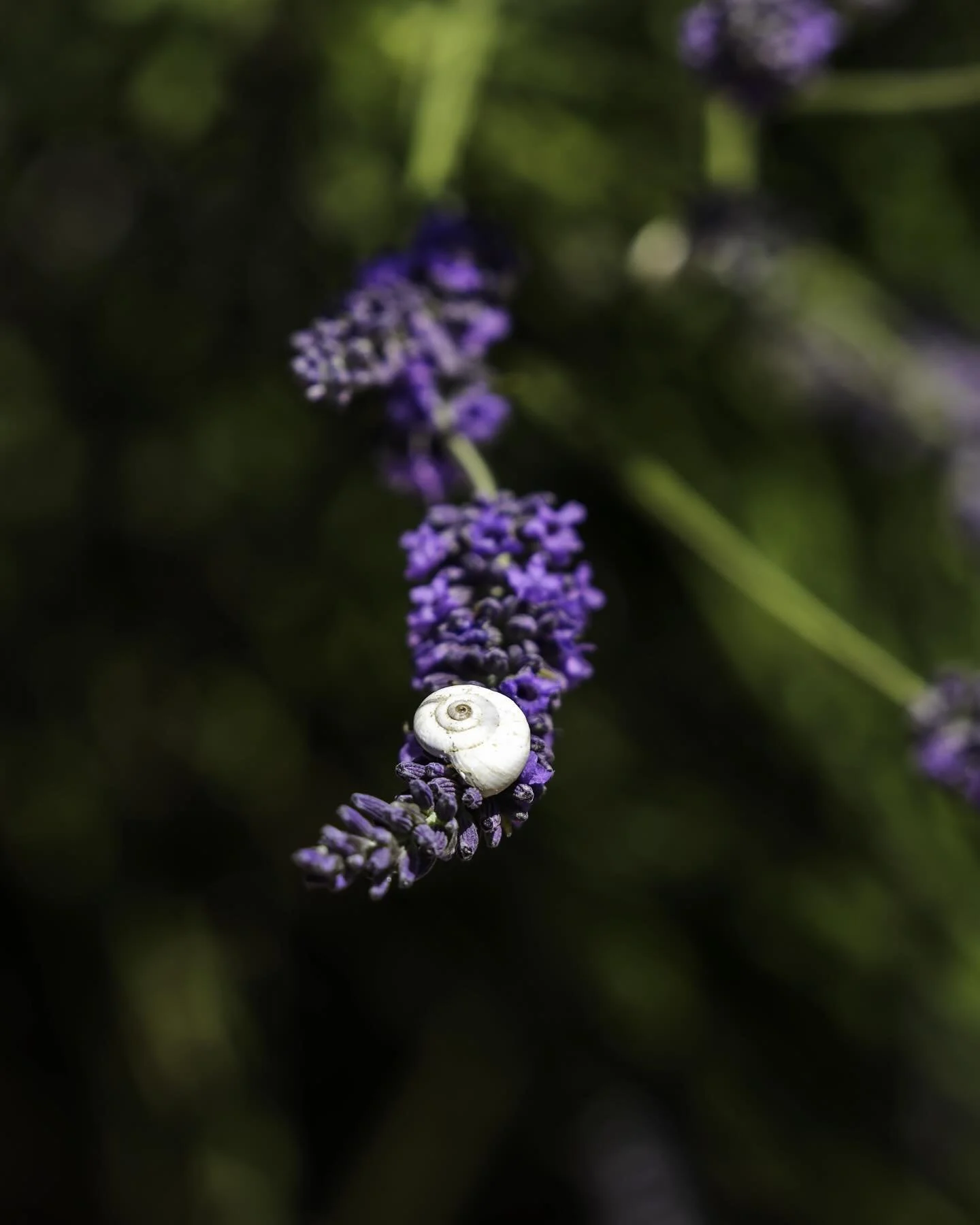 Dabbled with some macro photography in the lavender fields

#france🇫🇷 #lavenderfields #valensole #macrophotography #landscapephotography📷 #travel