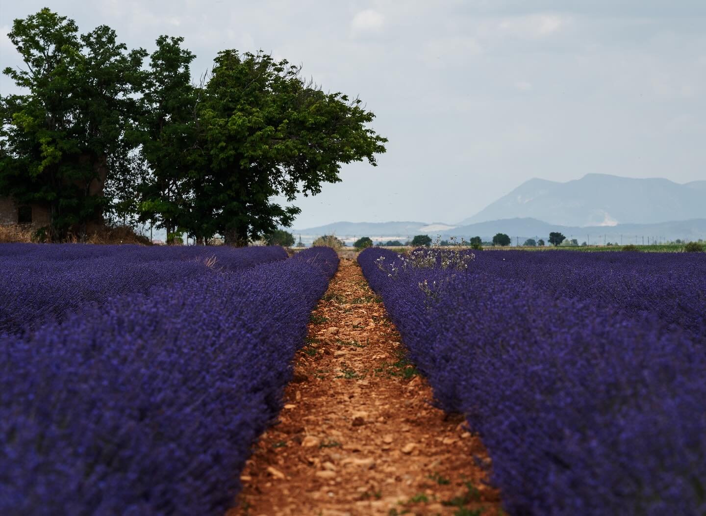 Taking a break from mountain photos to showcase some of the beautiful lavender fields outside of Valensole. 

I rented a 75-200mm camera lens and was able to capture some really unique compositions. I&rsquo;m very excited to share more of those&helli