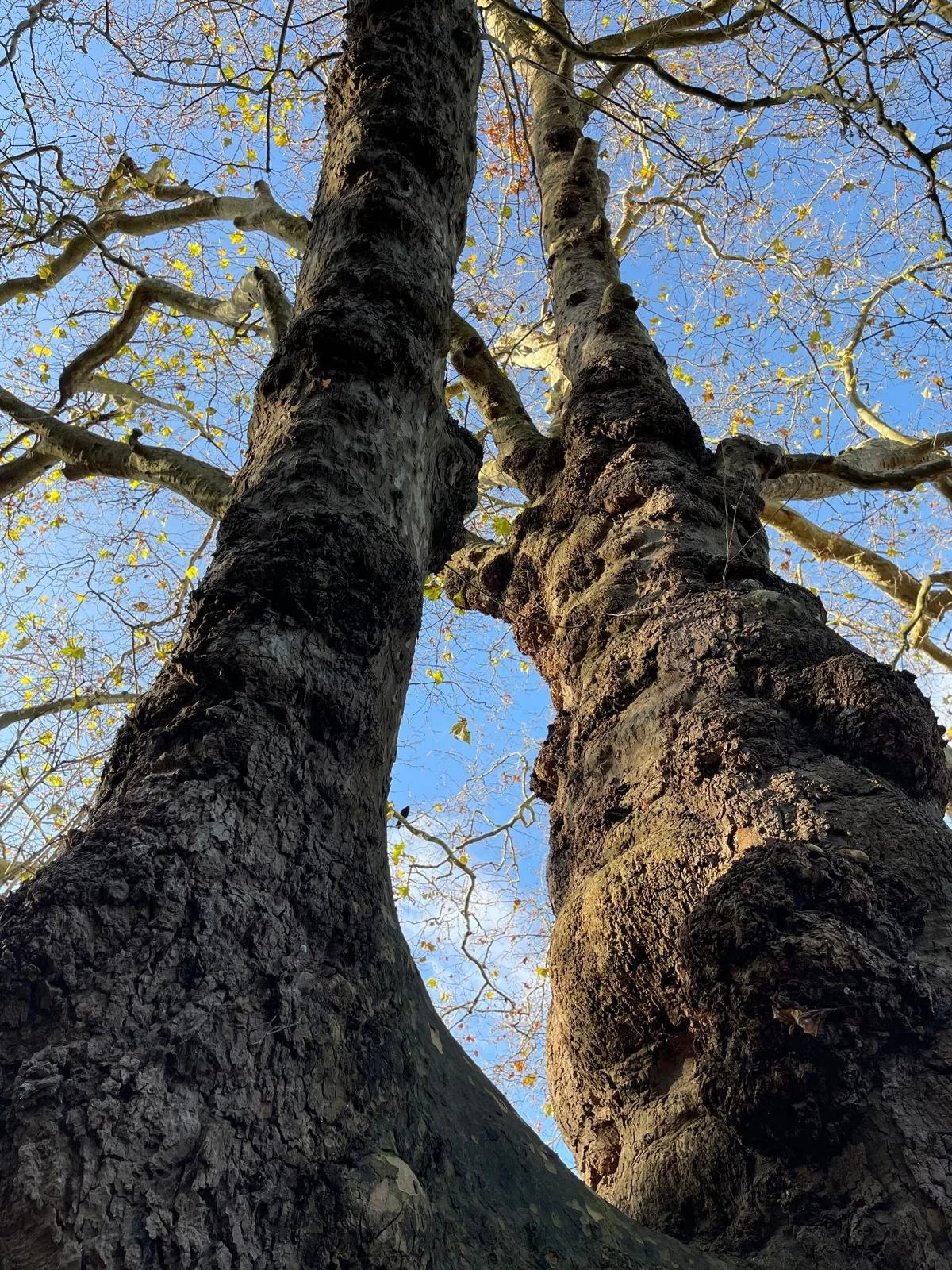 Upward view of two large trees with thick, textured bark and a few yellow leaves, against a blue sky with some branches and sparse leaves.