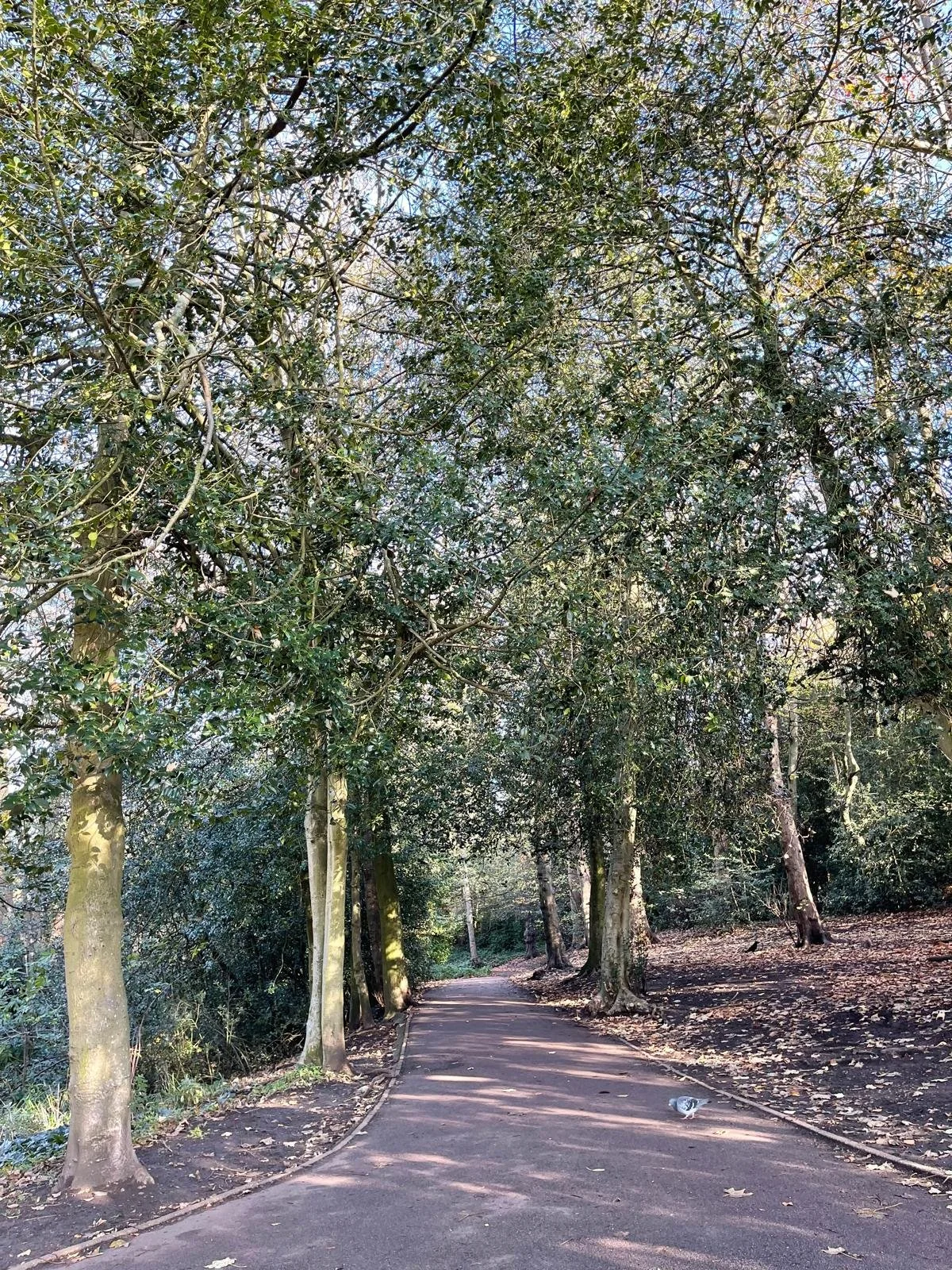 A paved walking trail in a wooded park with trees on both sides and fallen leaves on the ground.