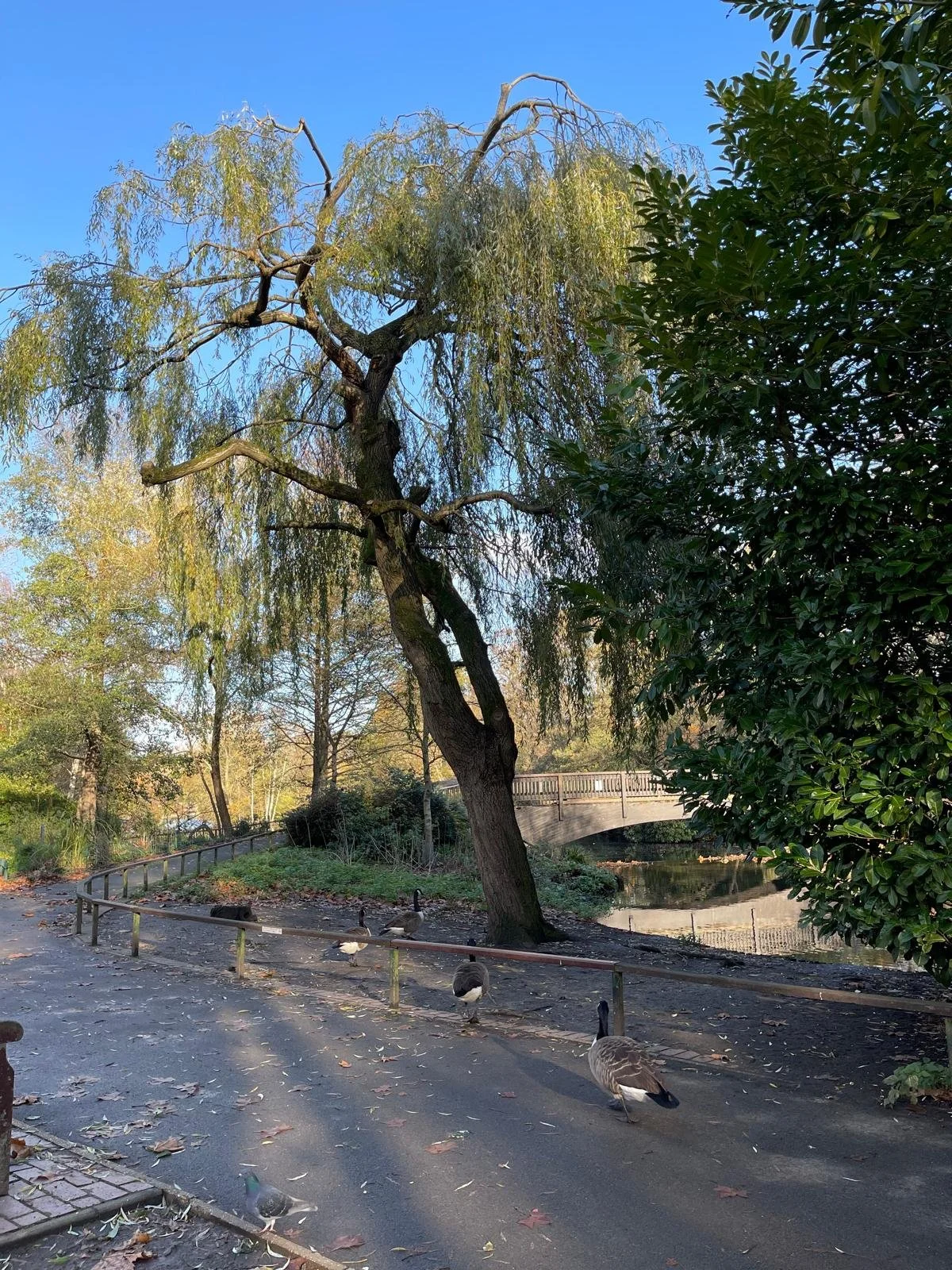 Grove of trees near a bridge, with geese walking on a paved path in the foreground. The scene is lit by sunlight, with a clear blue sky.